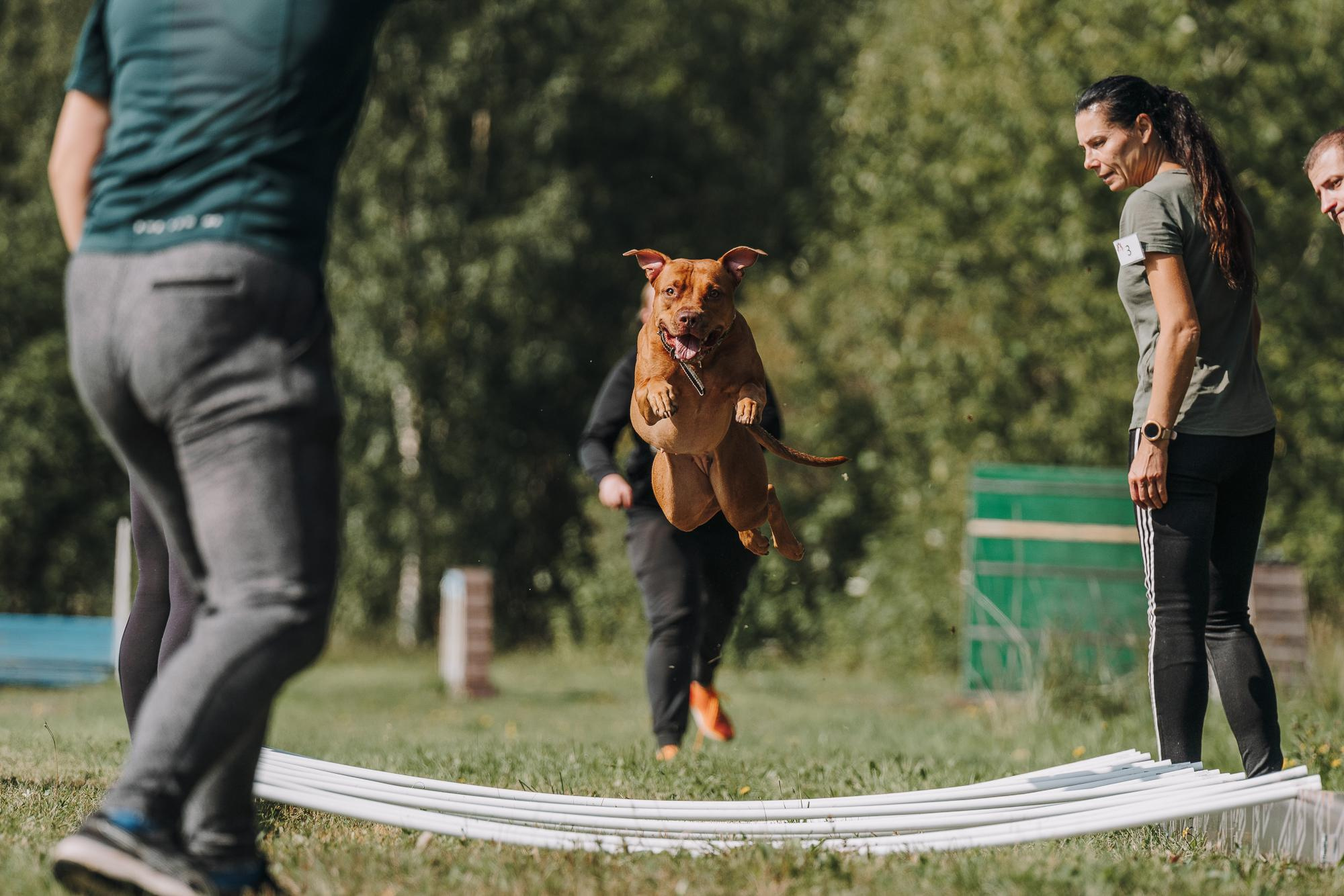 День пита и стаффа. Фотограф анималист Осипчикова Мария