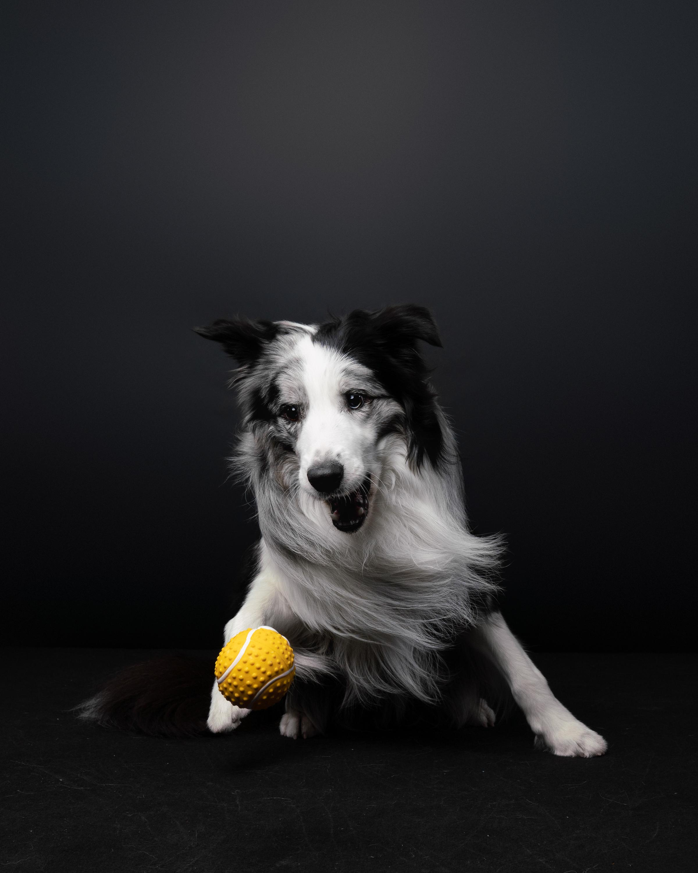 Аня и Гуччи. Фотограф анималист Осипчикова Мария