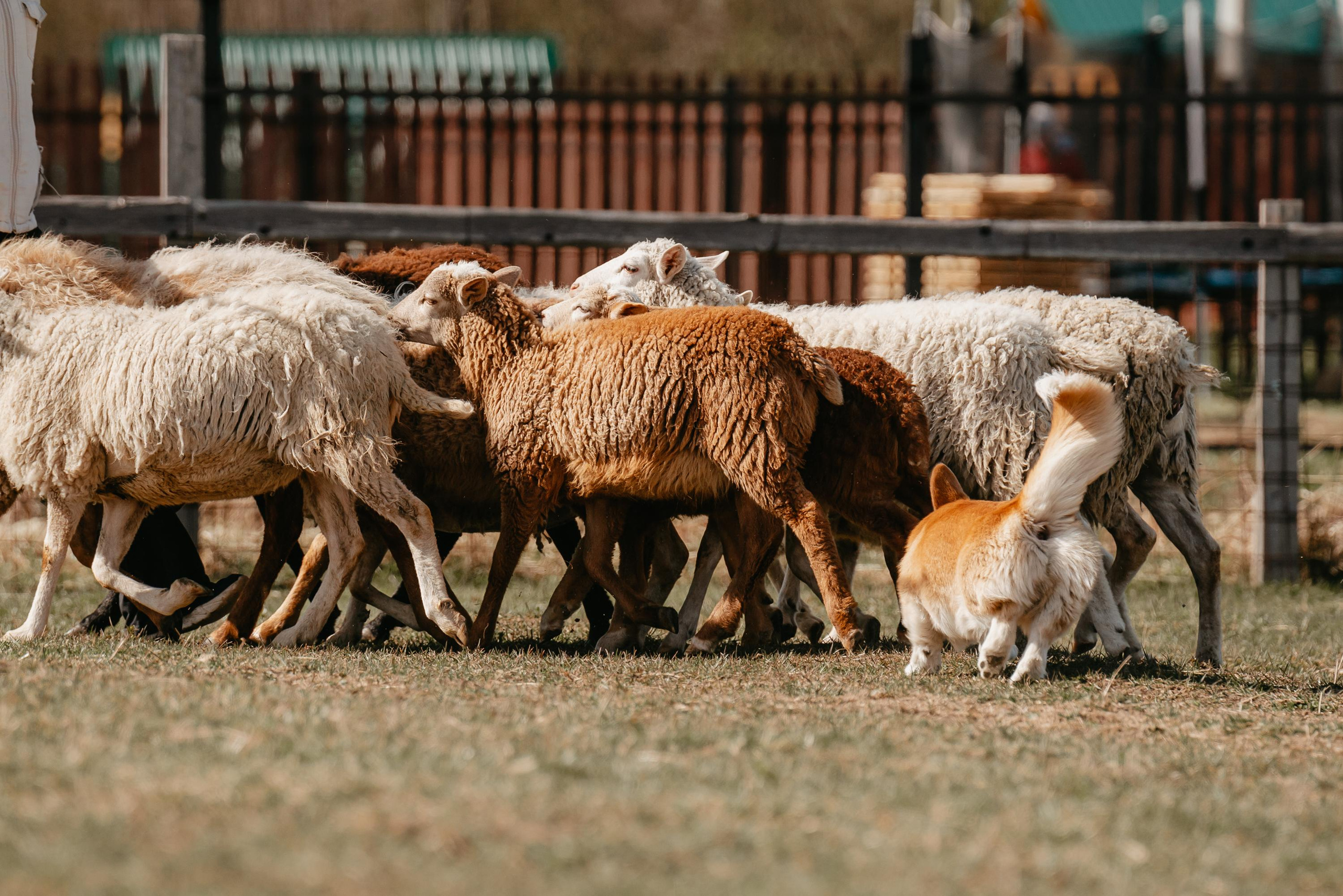 Пастушья служба. Фотограф анималист Осипчикова Мария