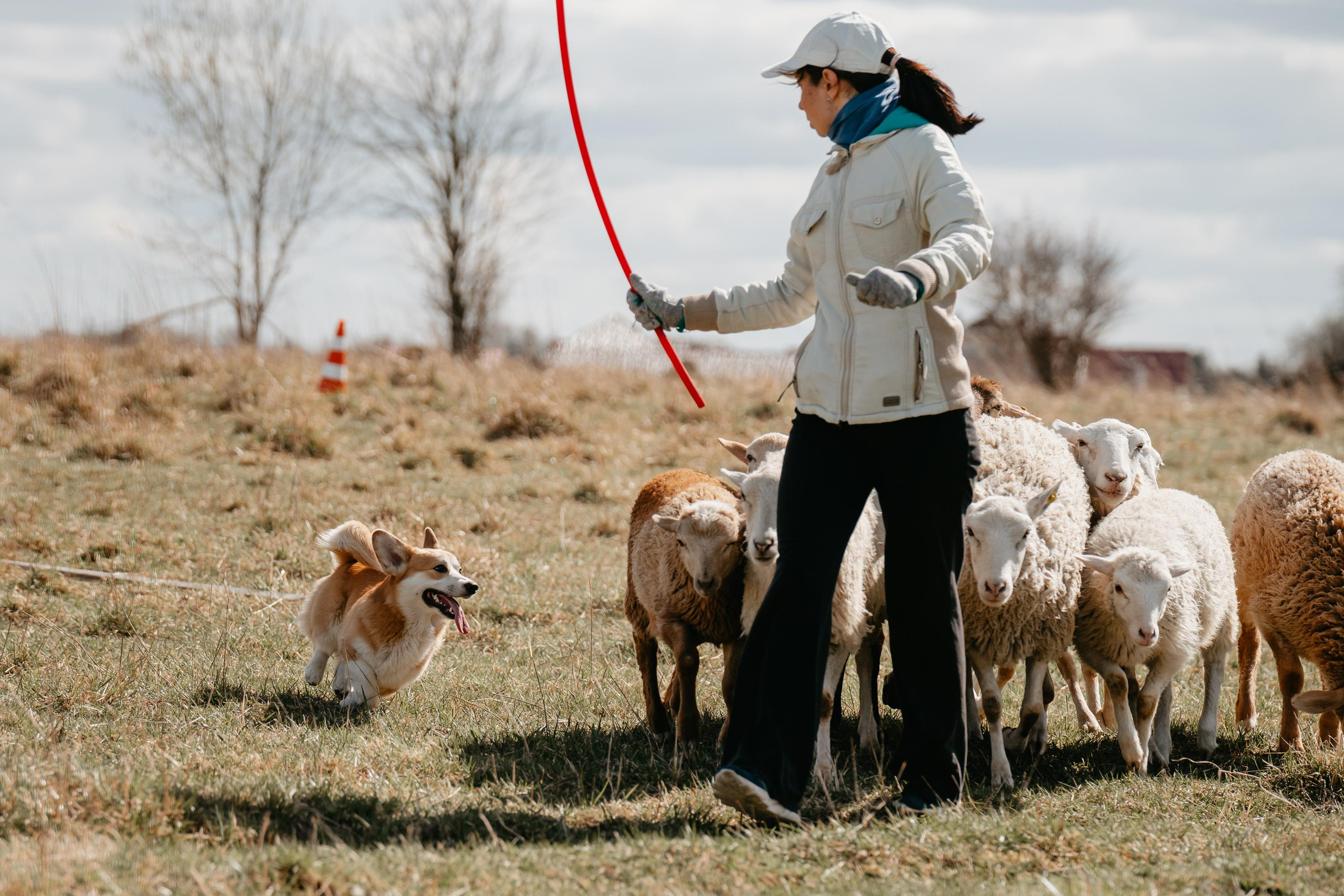 Пастушья служба. Фотограф анималист Осипчикова Мария