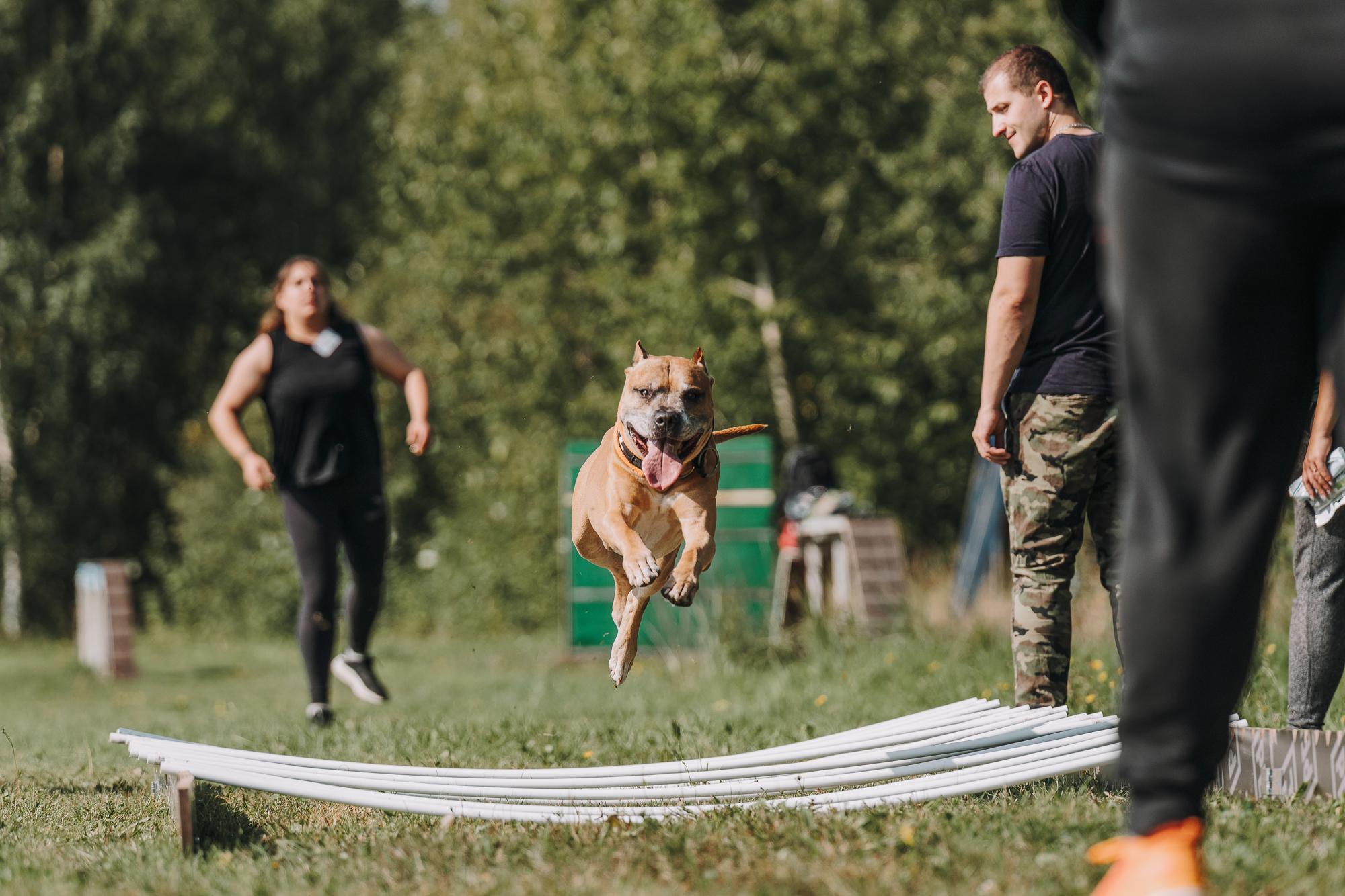 День пита и стаффа. Фотограф анималист Осипчикова Мария