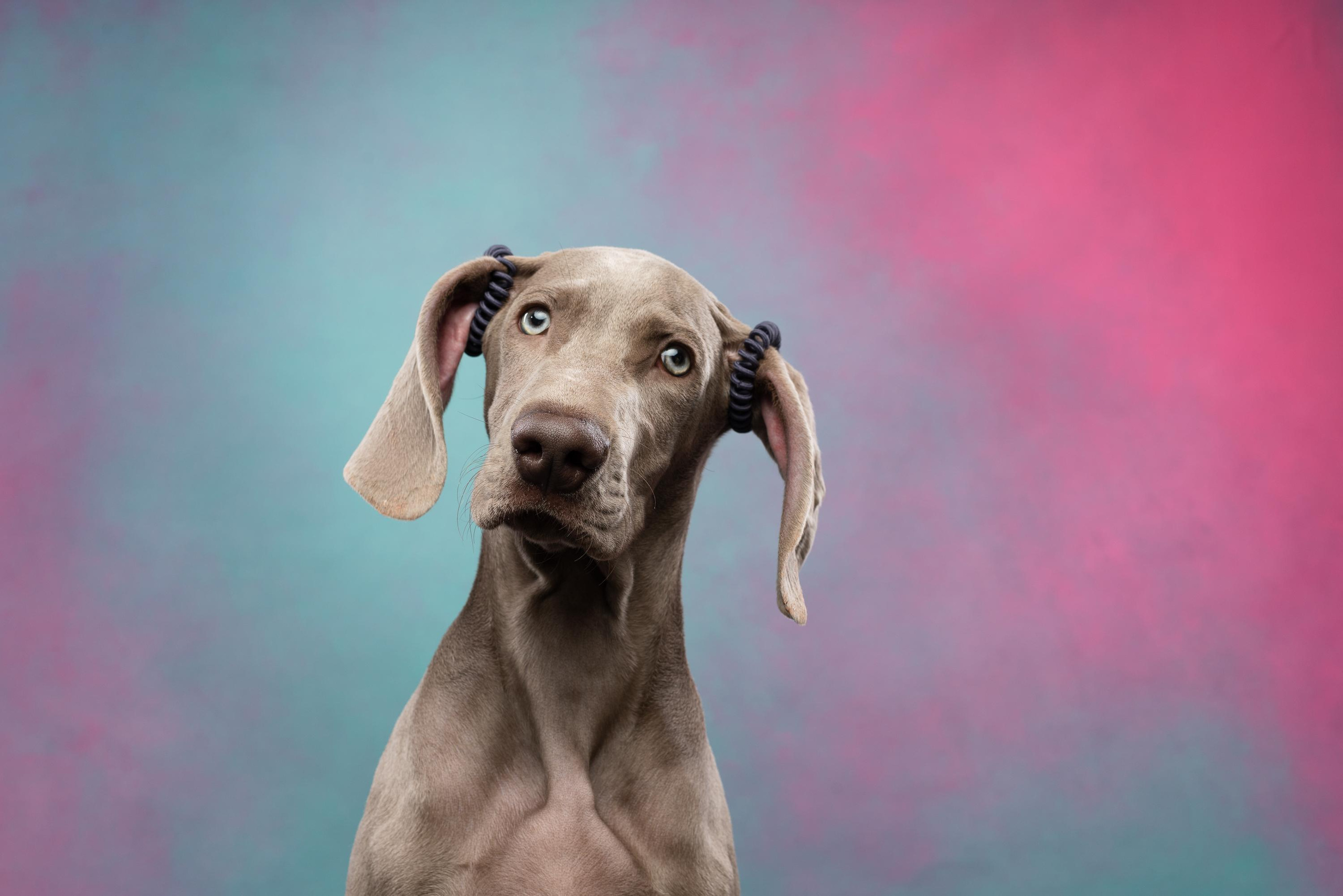 Веймаранер Эспен. Фотограф анималист Осипчикова Мария