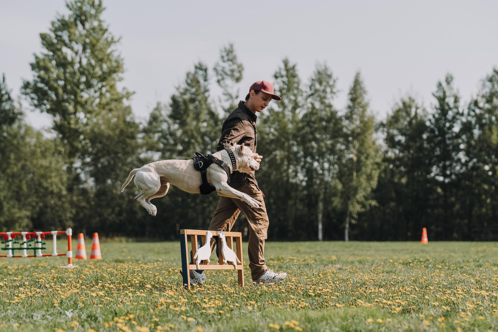 День пита и стаффа. Фотограф анималист Осипчикова Мария