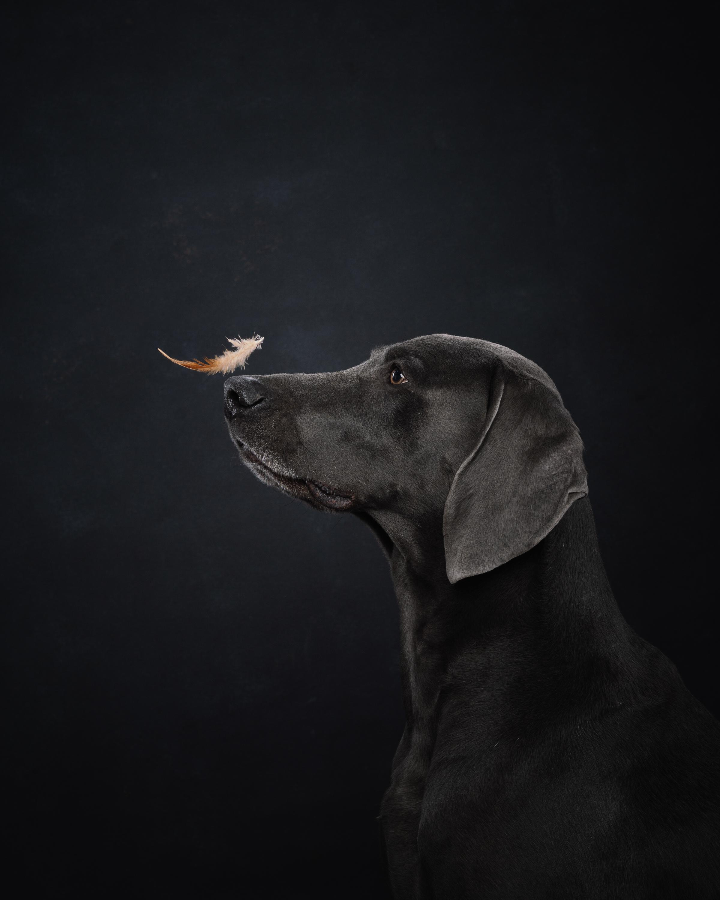 Веймаранер Рон. Фотограф анималист Осипчикова Мария