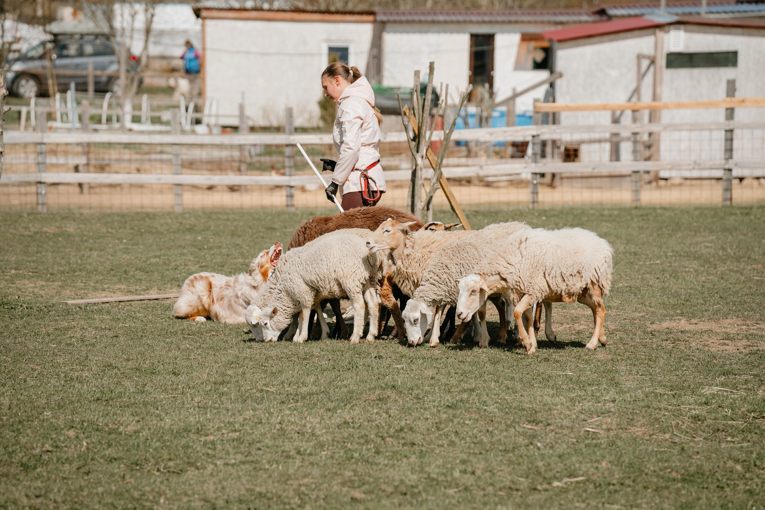 Пастушья служба. Фотограф анималист Осипчикова Мария