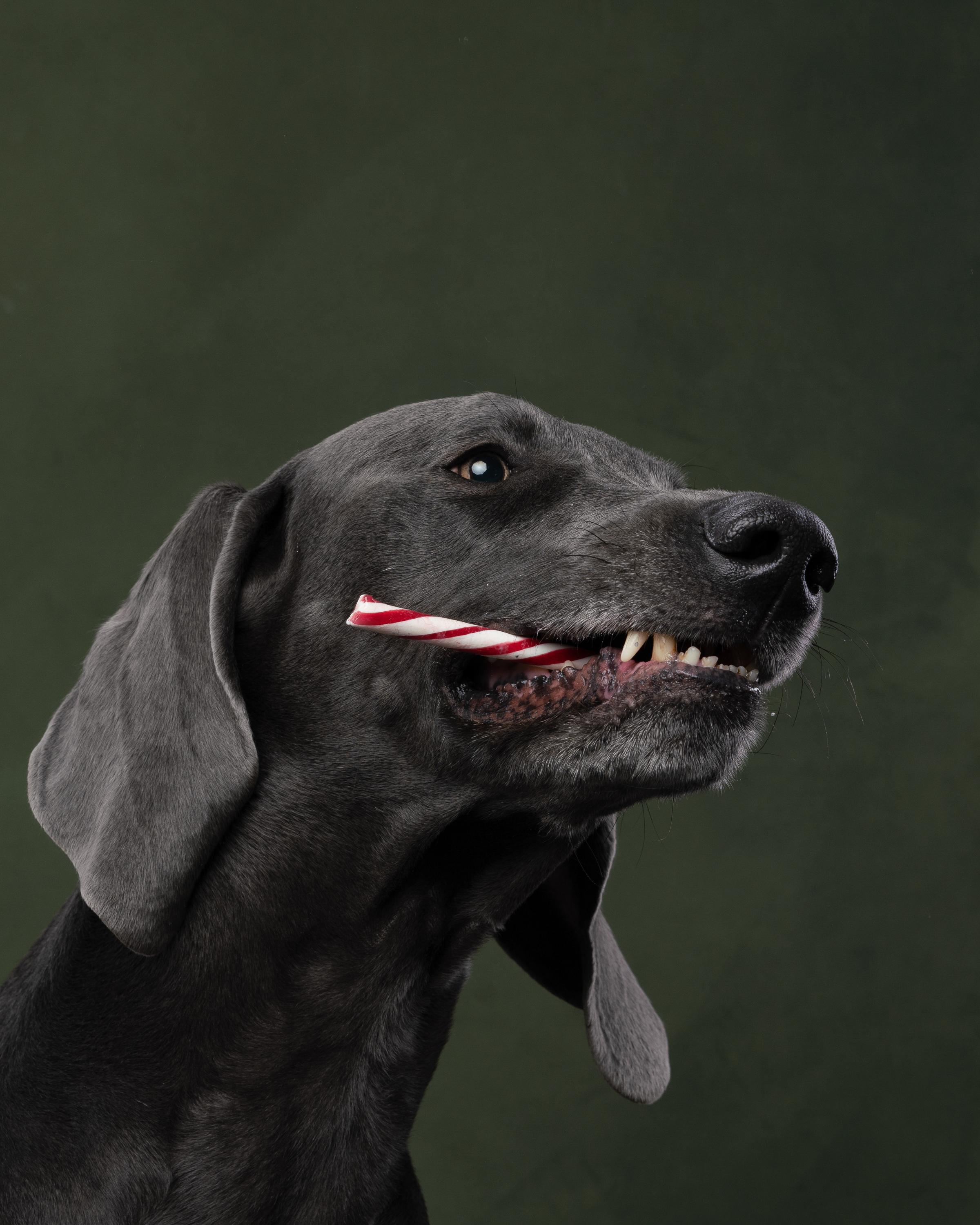 Веймаранер Рон. Фотограф анималист Осипчикова Мария