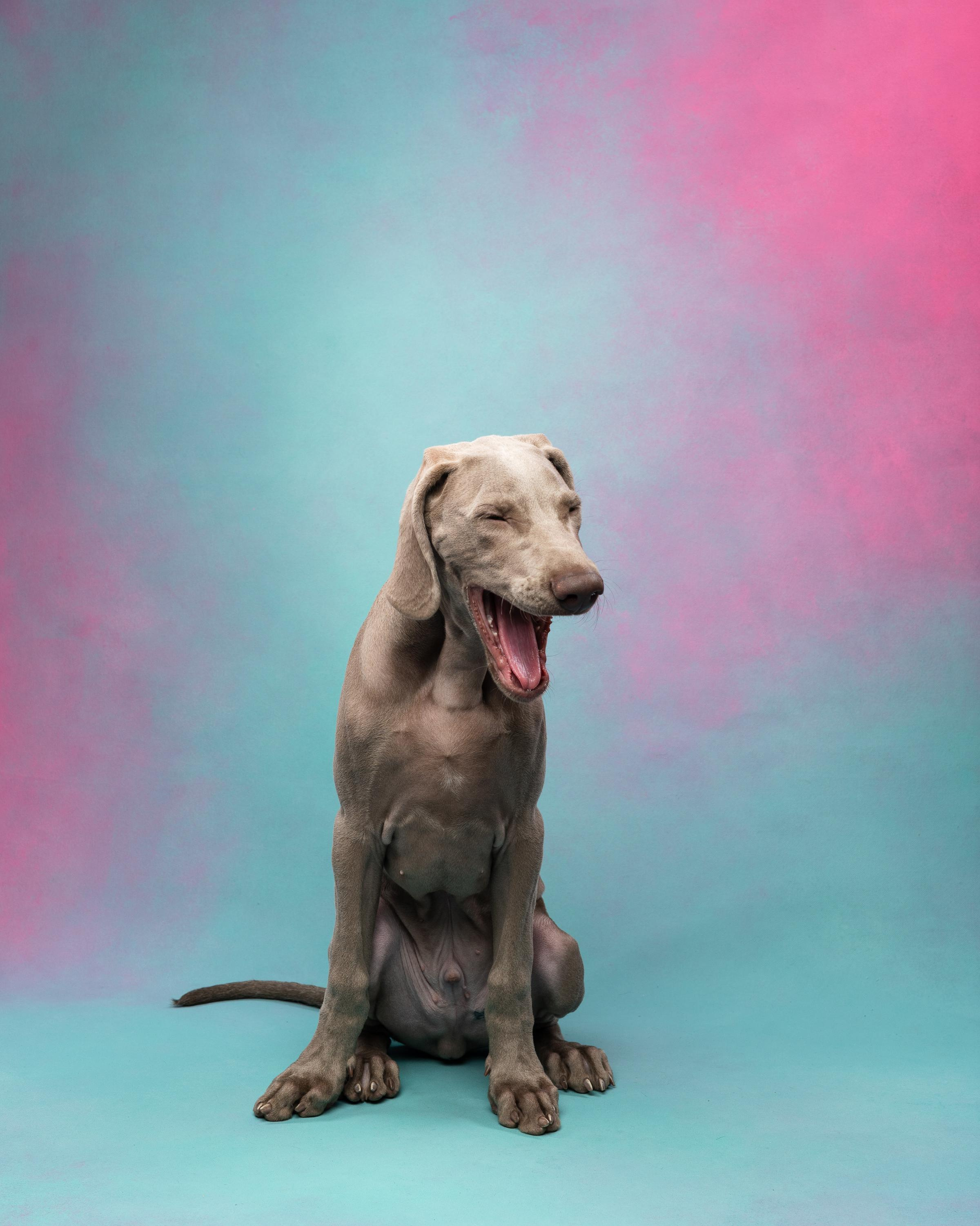 Веймаранер Эспен. Фотограф анималист Осипчикова Мария