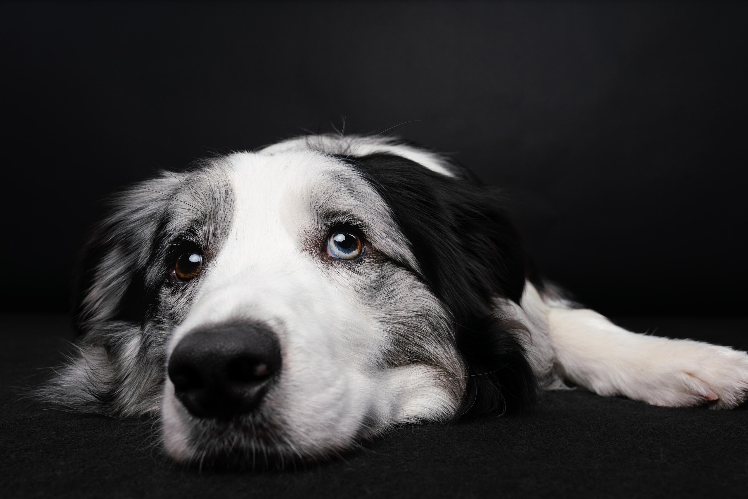 Аня и Гуччи. Фотограф анималист Осипчикова Мария