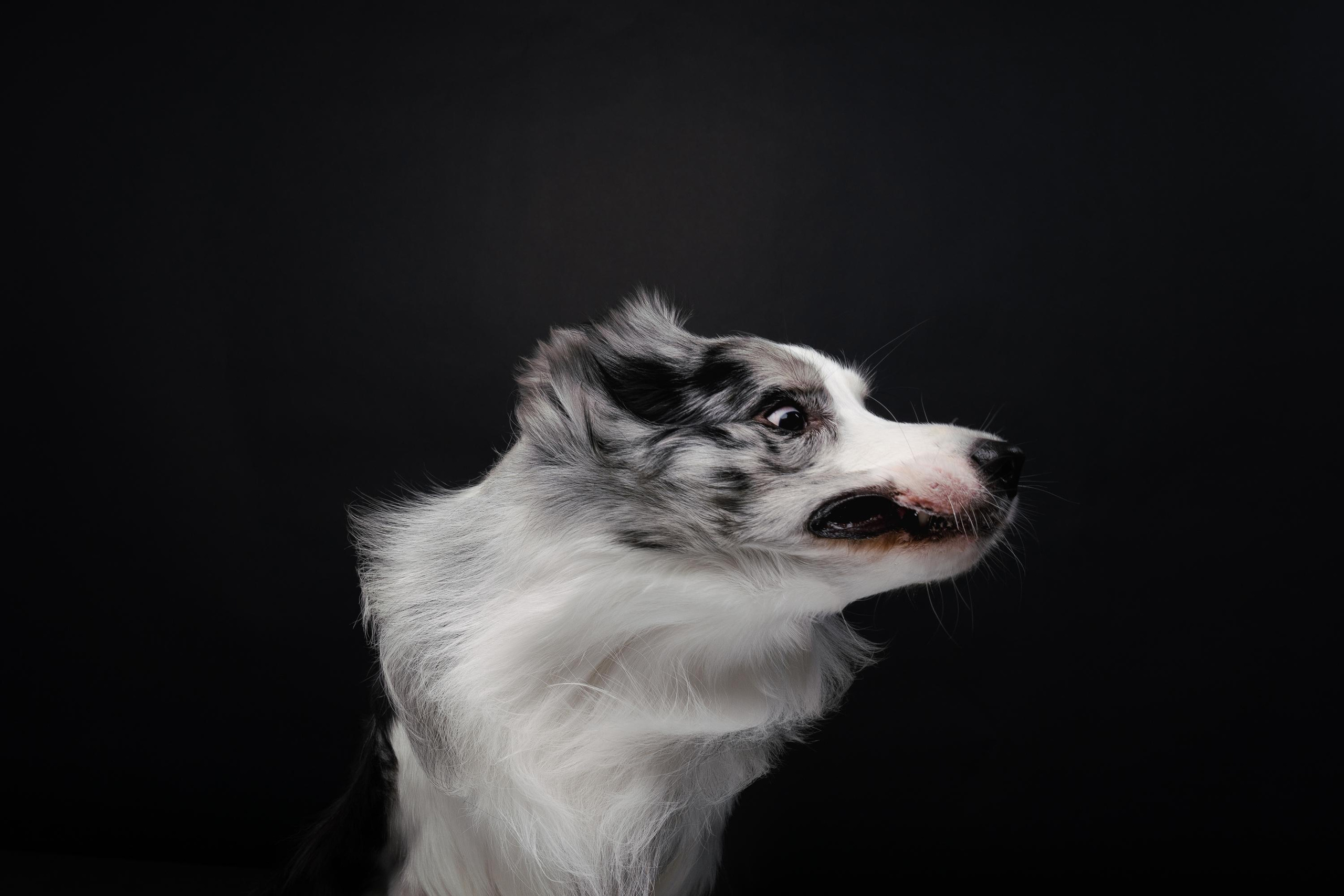 Аня и Гуччи. Фотограф анималист Осипчикова Мария