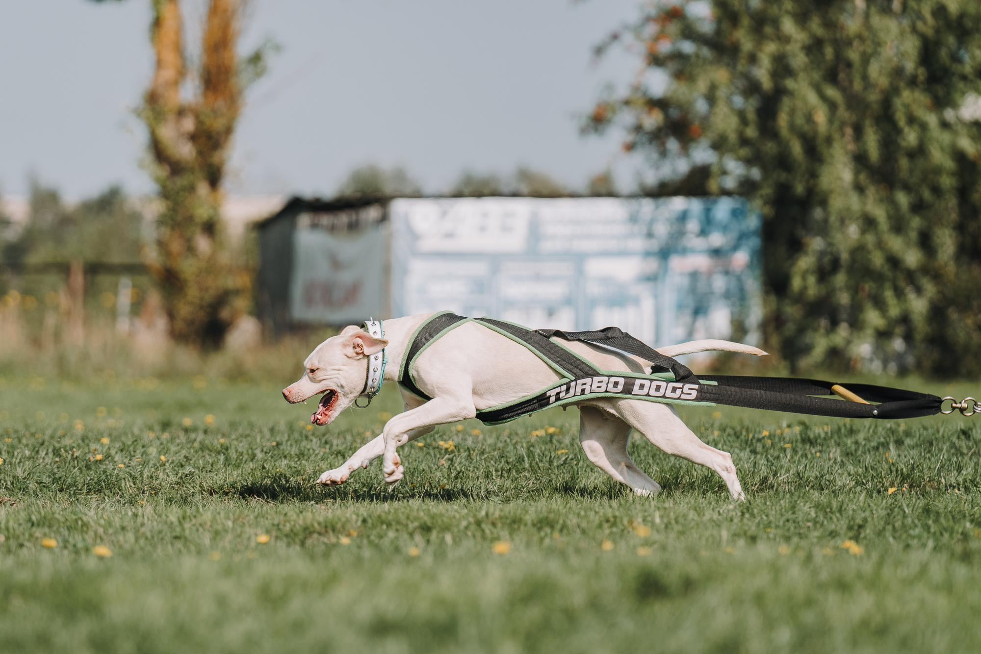 День пита и стаффа. Фотограф анималист Осипчикова Мария