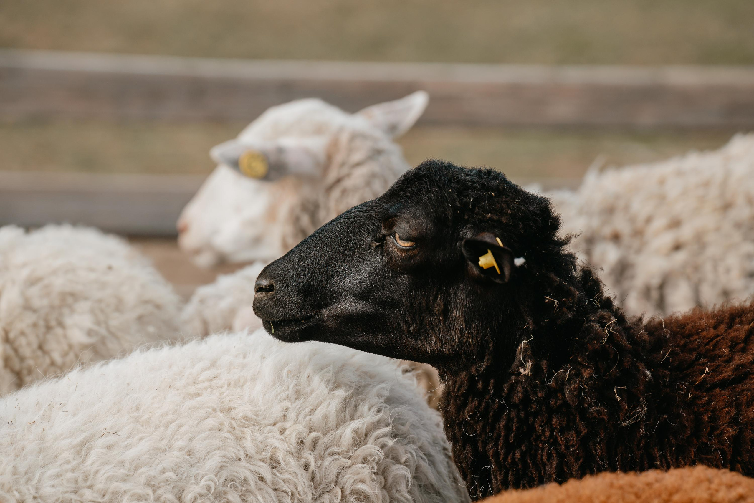 Пастушья служба. Фотограф анималист Осипчикова Мария