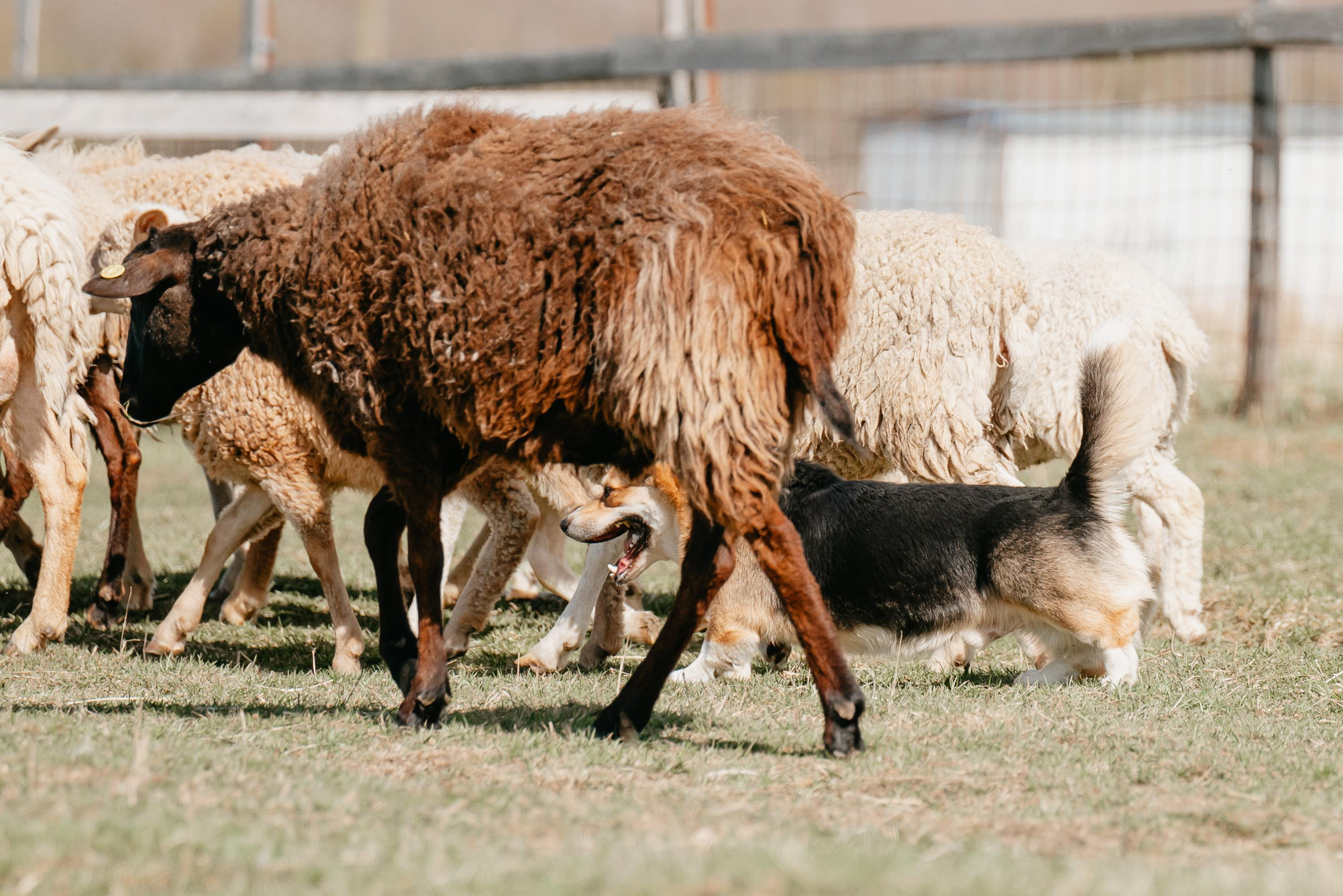 Пастушья служба. Фотограф анималист Осипчикова Мария