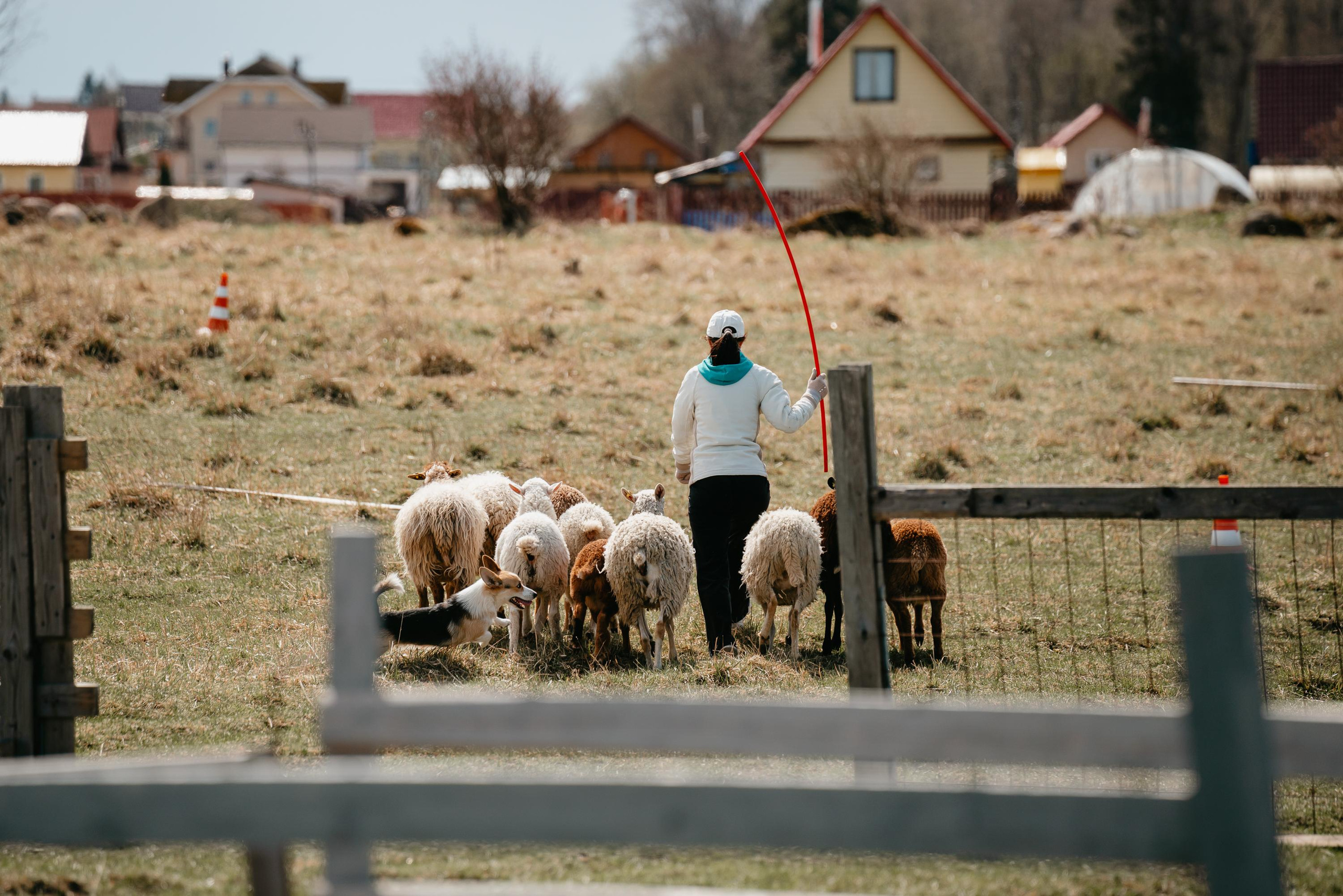 Пастушья служба. Фотограф анималист Осипчикова Мария