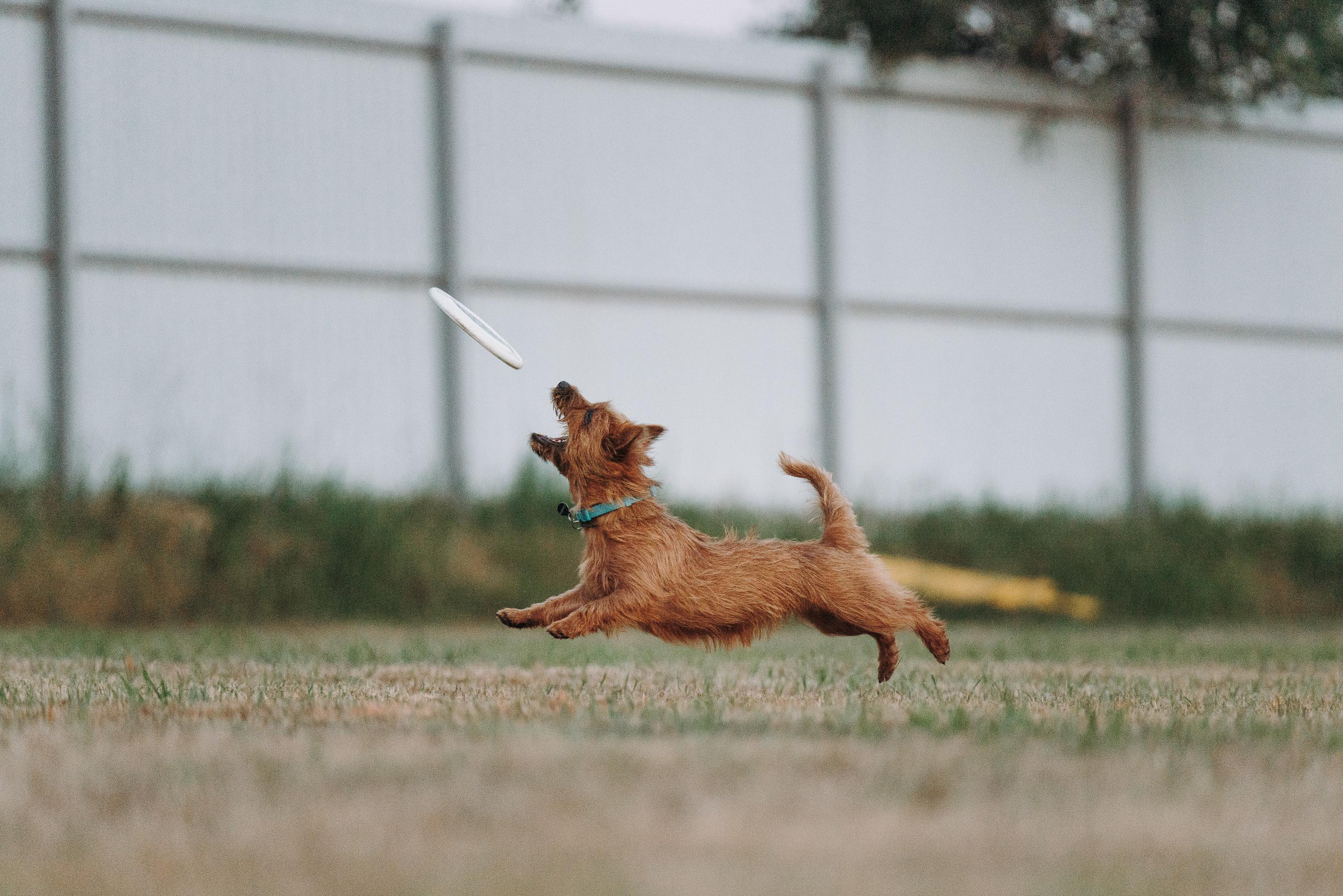 Фрисби игры UpDog. Фотограф анималист Осипчикова Мария