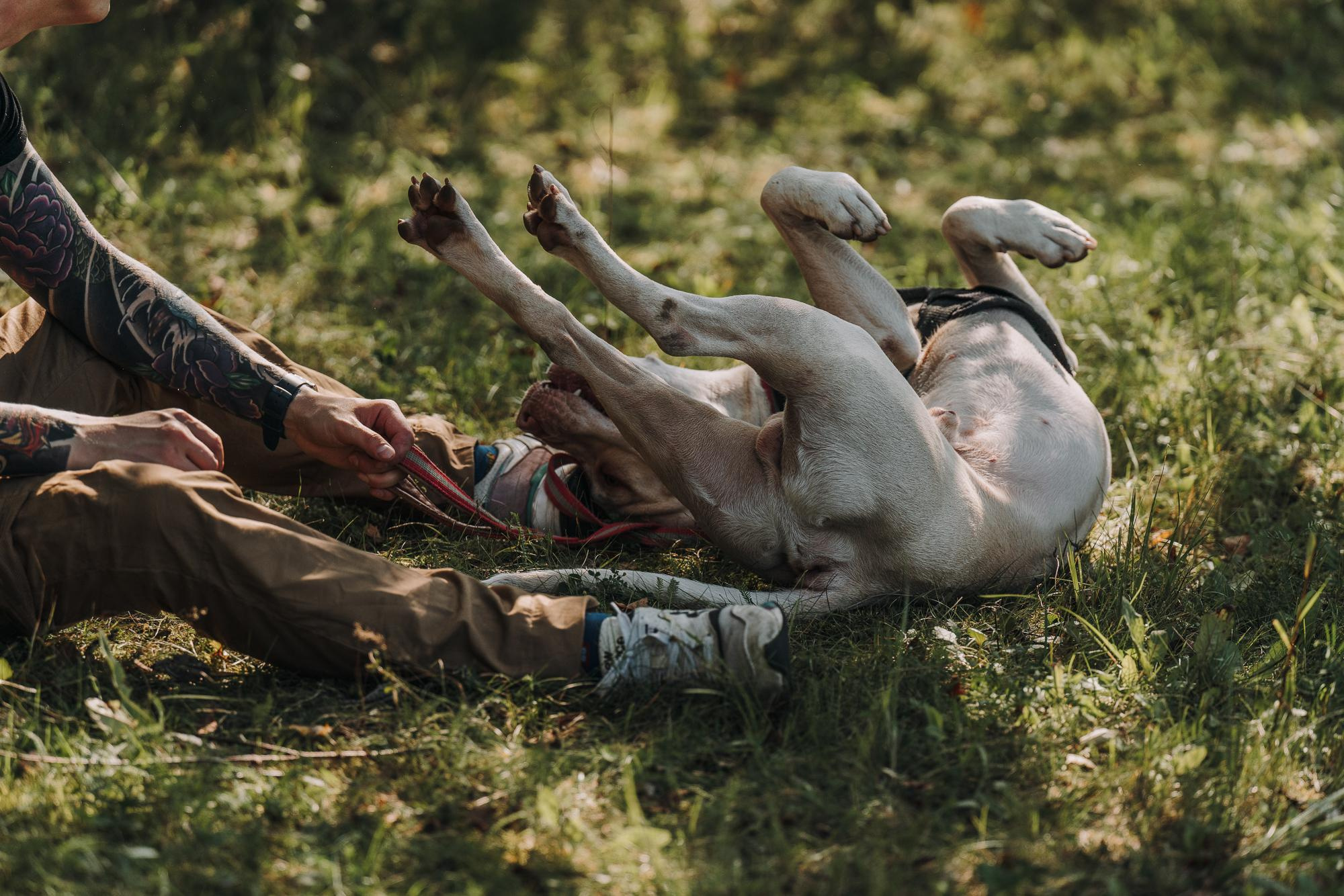 День пита и стаффа. Фотограф анималист Осипчикова Мария