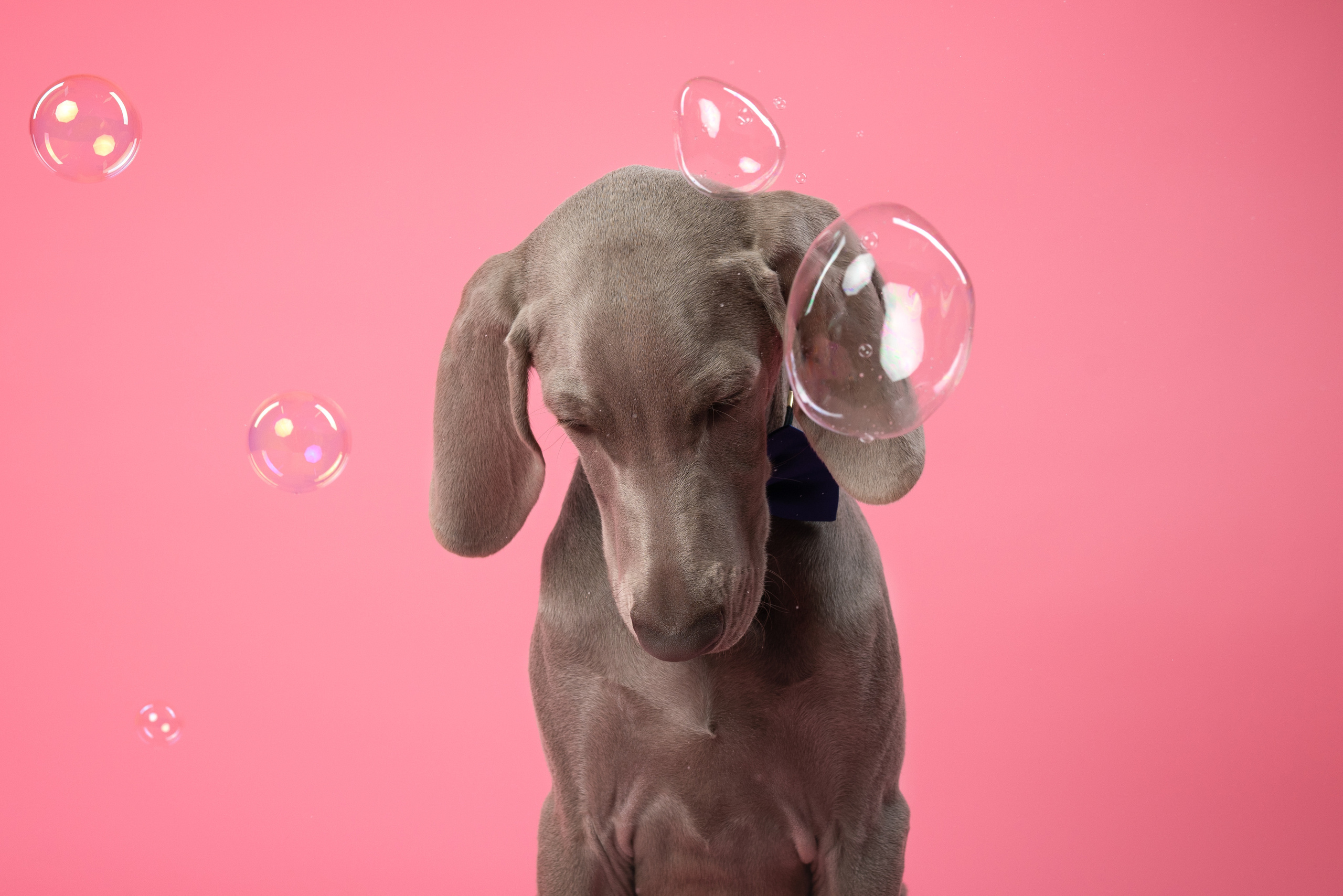 Веймаранер Элай. Фотограф анималист Осипчикова Мария