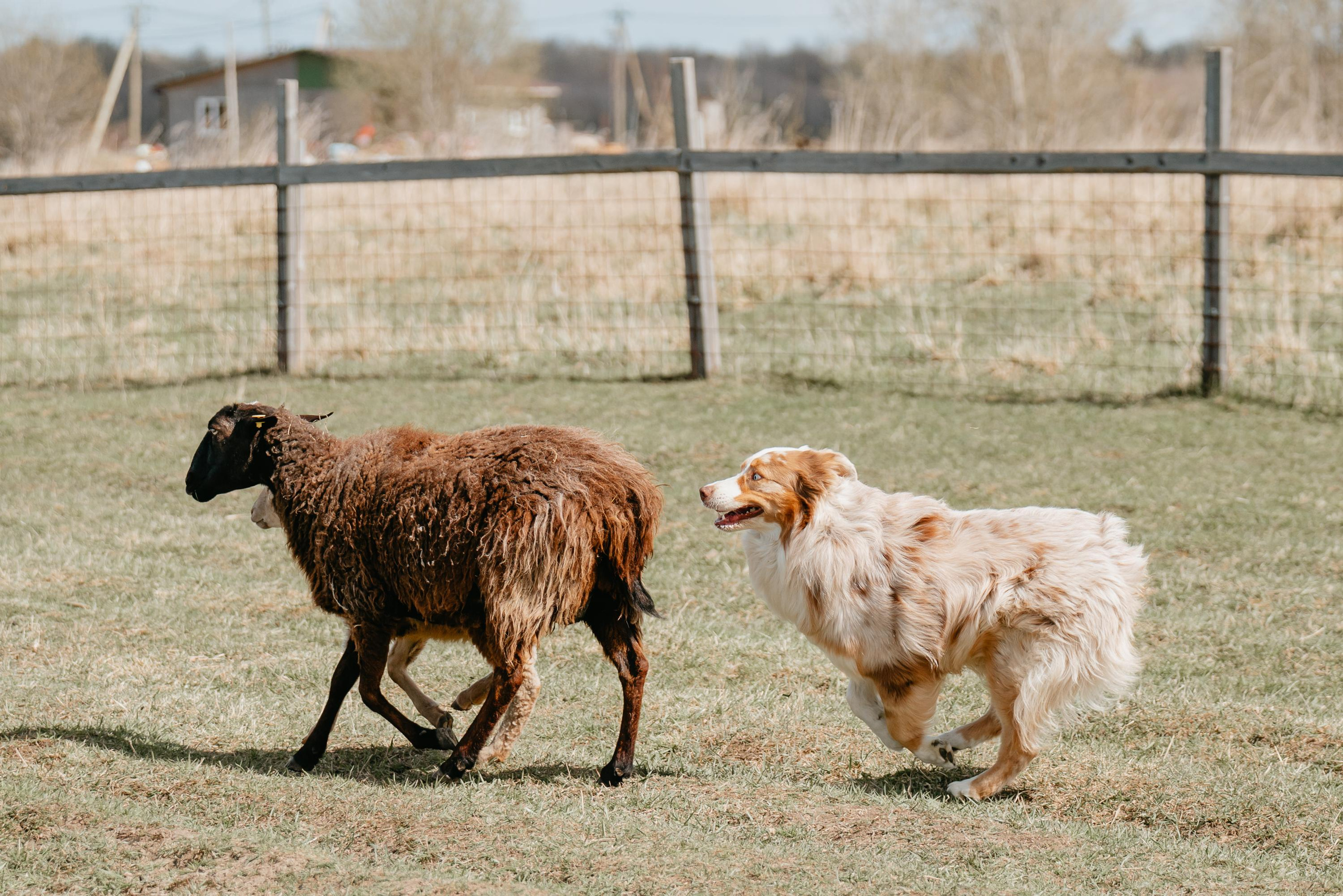 Пастушья служба. Фотограф анималист Осипчикова Мария
