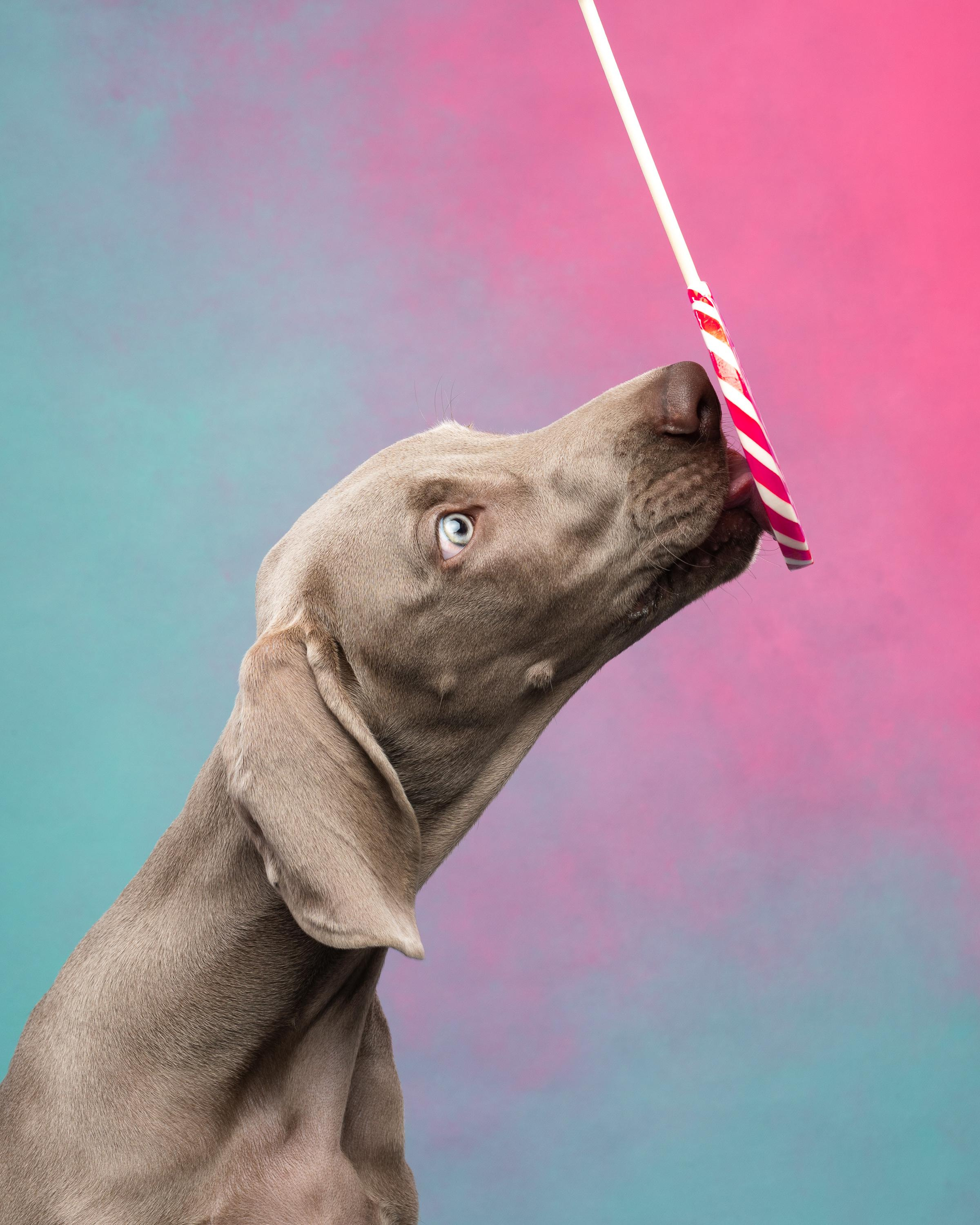 Веймаранер Эспен. Фотограф анималист Осипчикова Мария