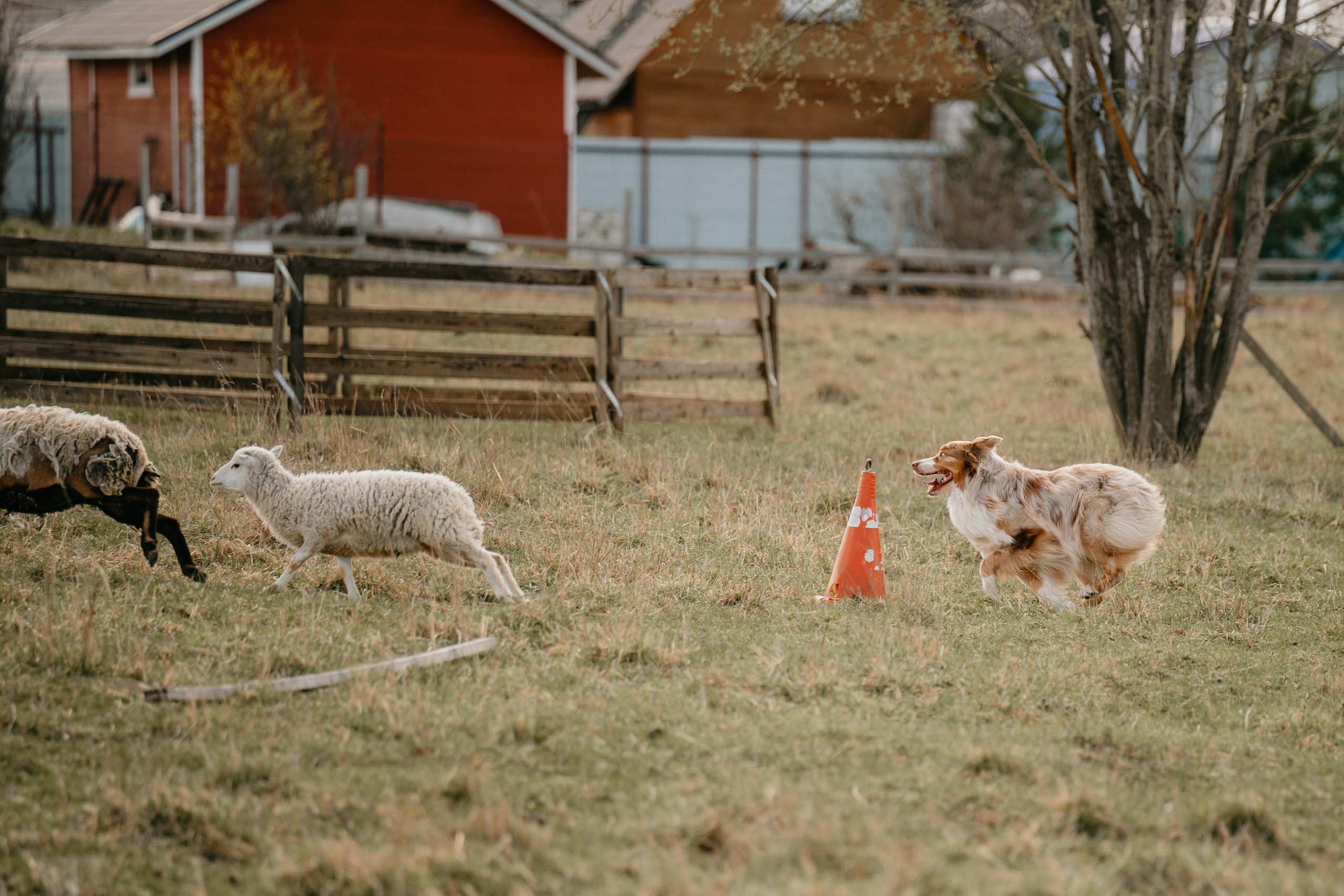 Пастушья служба. Фотограф анималист Осипчикова Мария