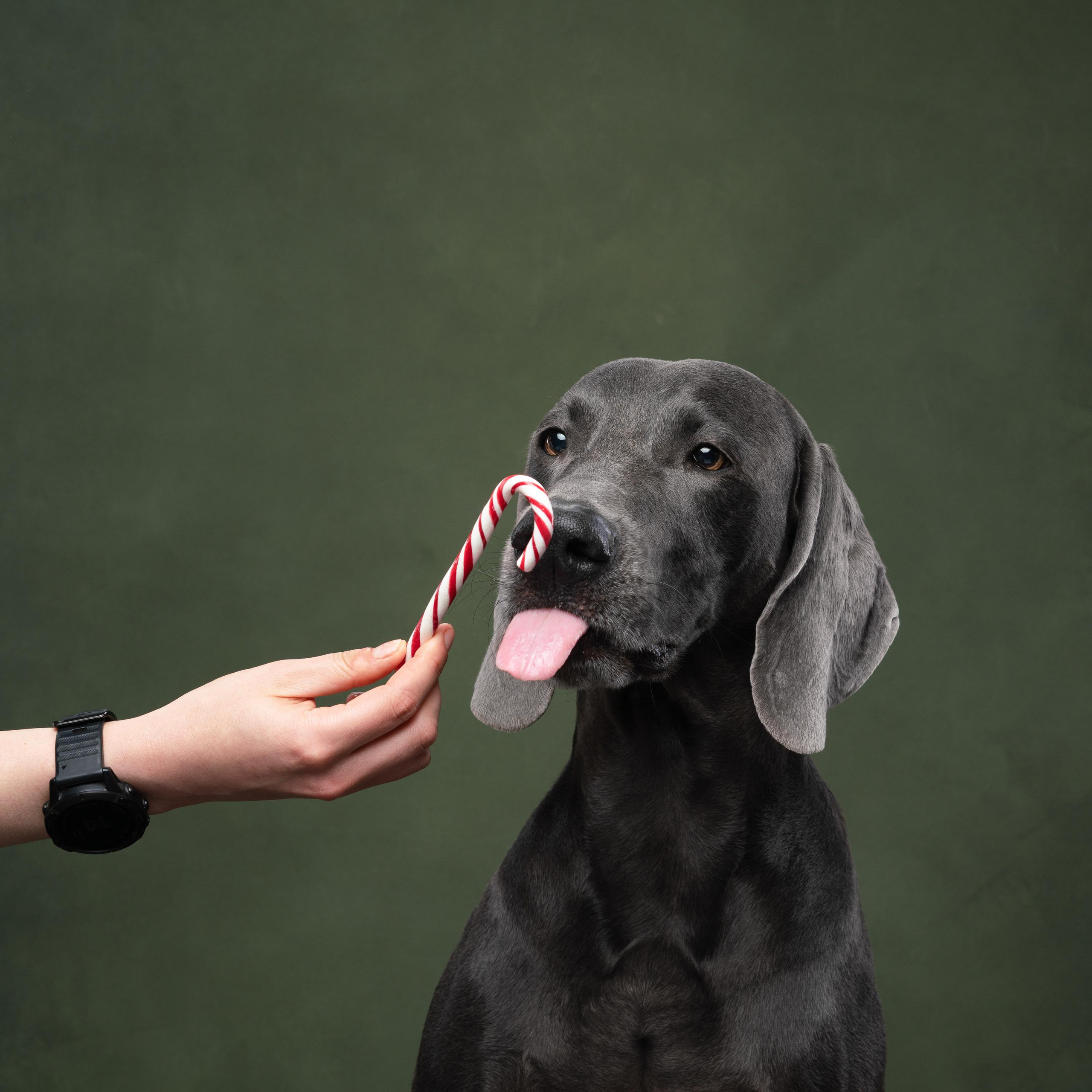 Веймаранер Рон. Фотограф анималист Осипчикова Мария