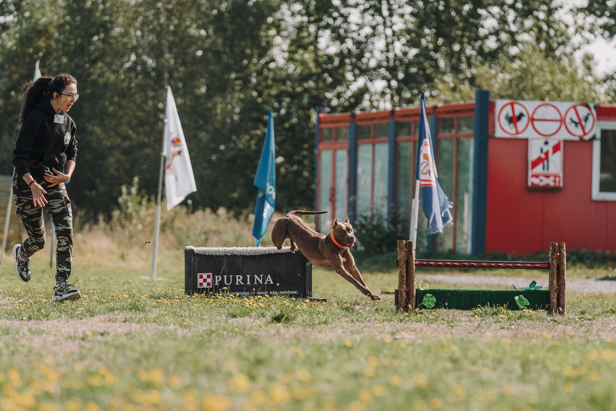 День пита и стаффа. Фотограф анималист Осипчикова Мария