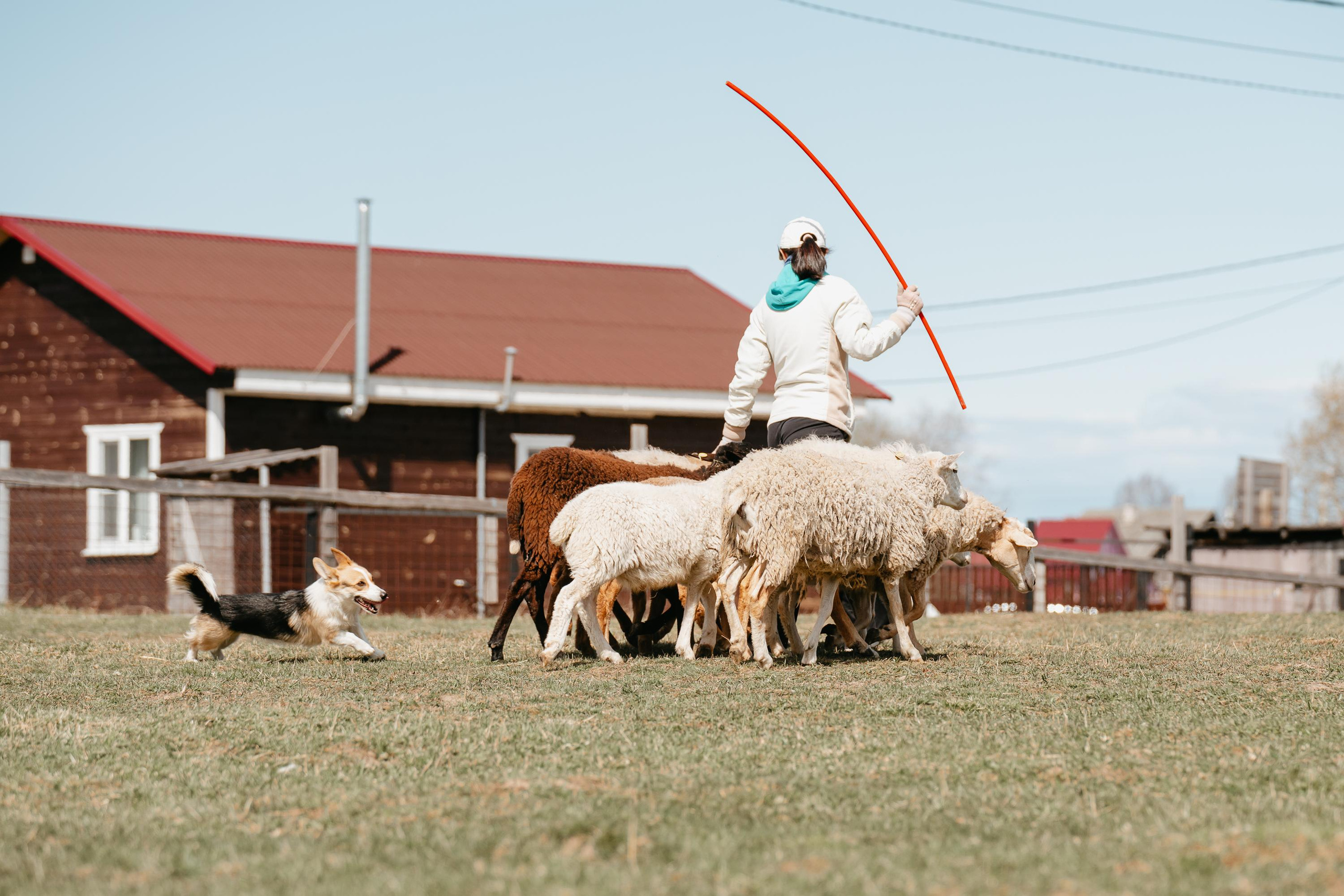 Пастушья служба. Фотограф анималист Осипчикова Мария