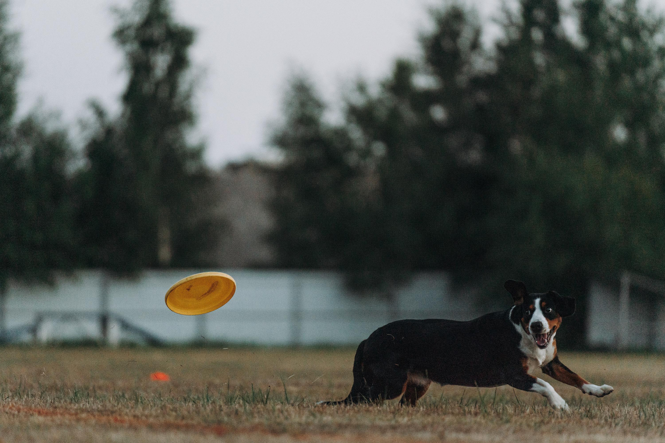 Фрисби игры UpDog. Фотограф анималист Осипчикова Мария