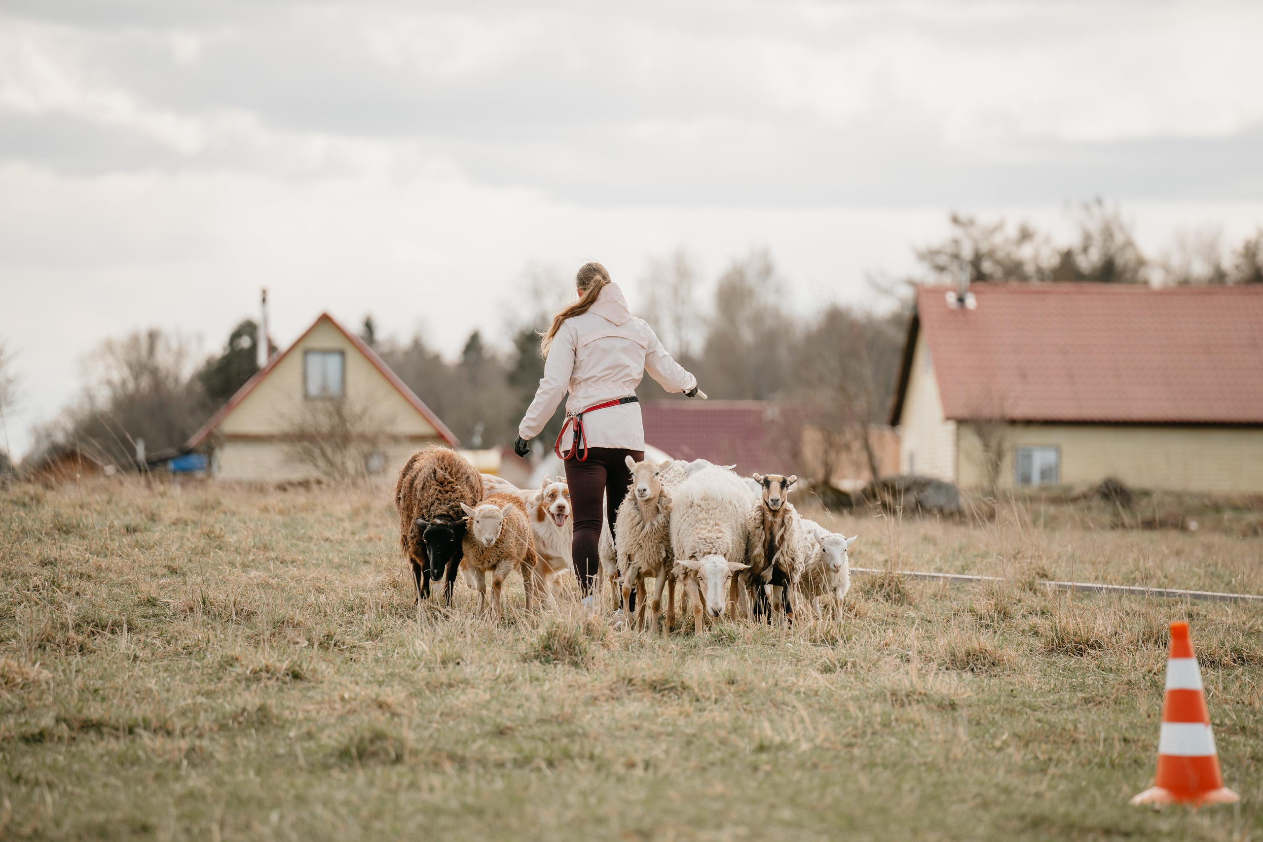 Пастушья служба. Фотограф анималист Осипчикова Мария
