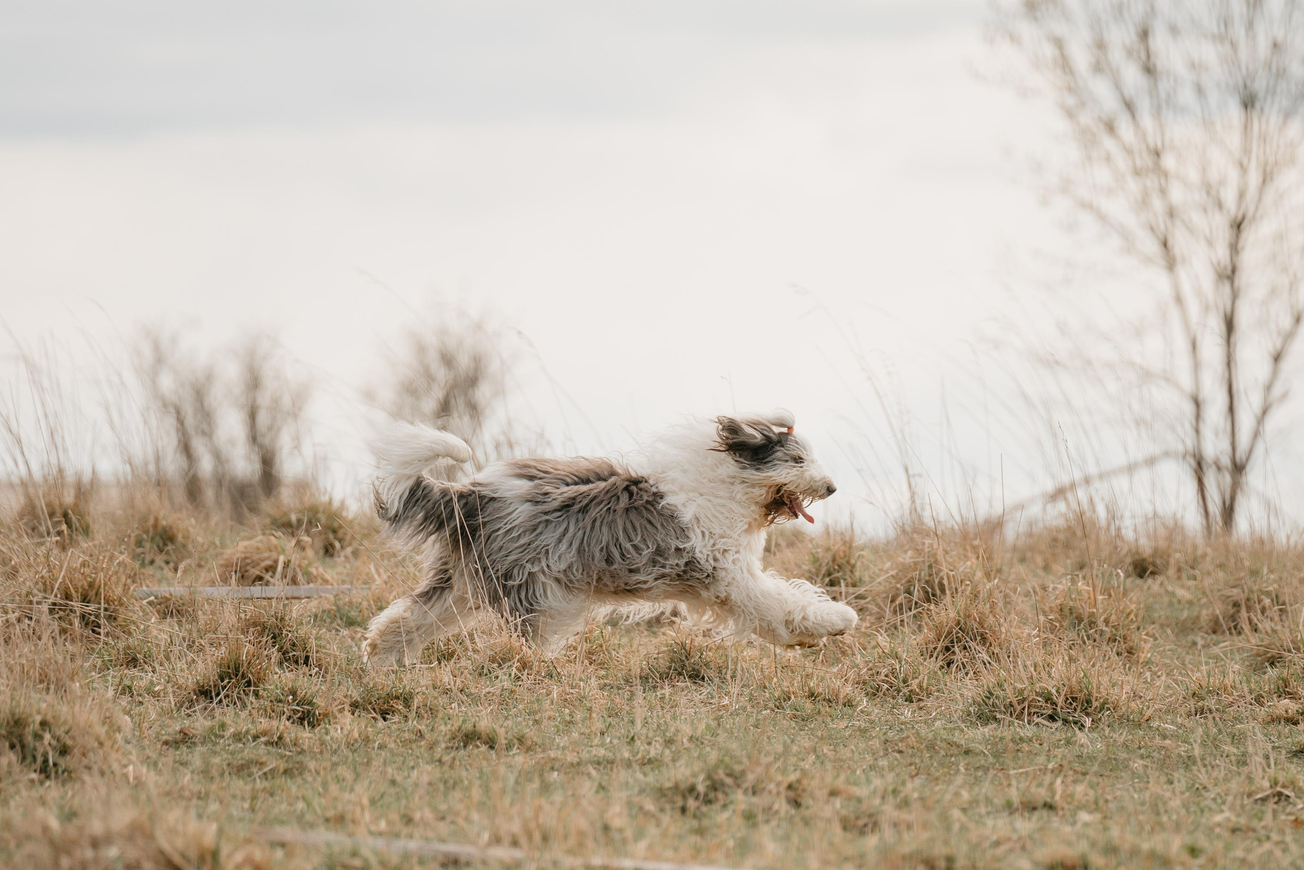 Пастушья служба. Фотограф анималист Осипчикова Мария