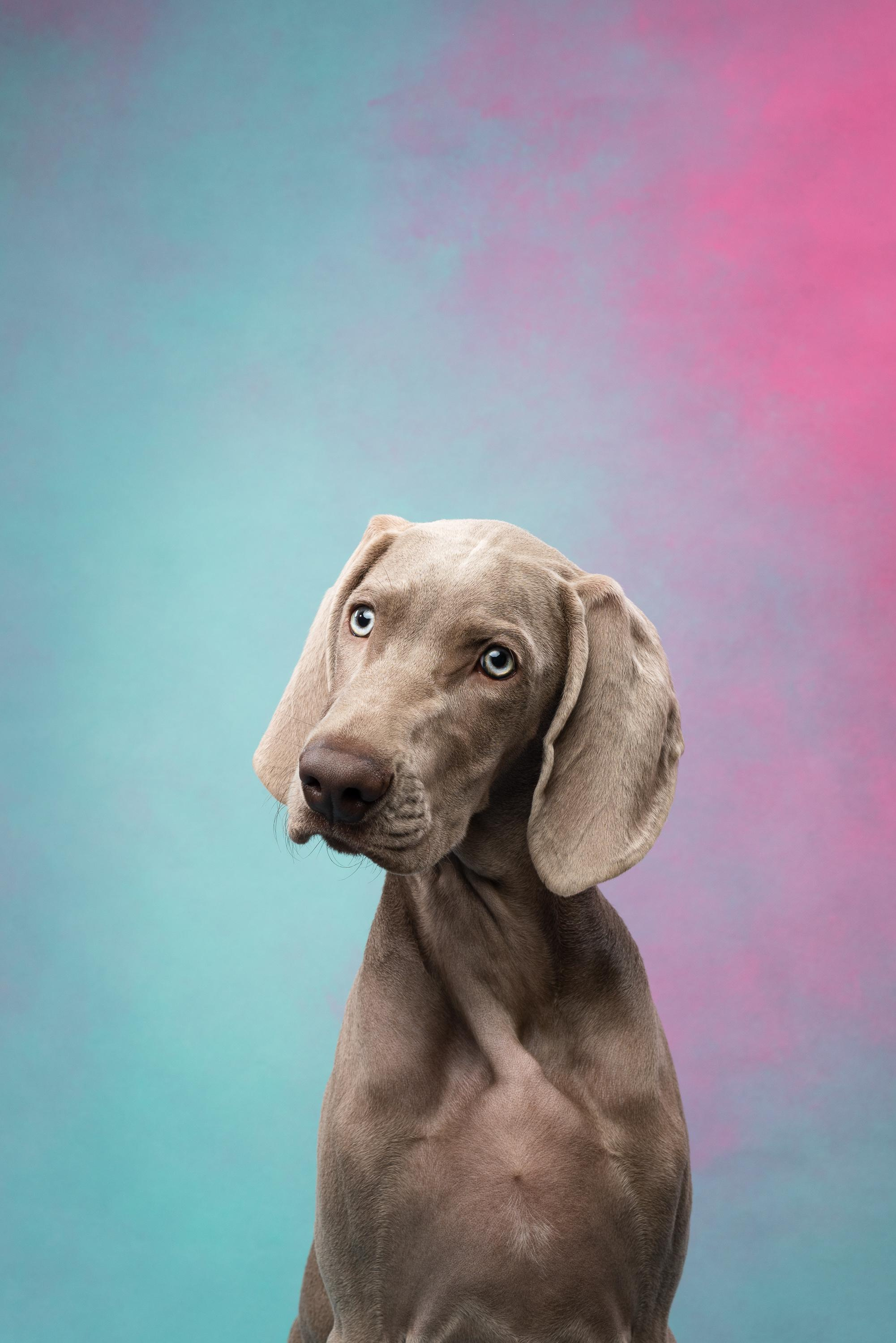 Веймаранер Эспен. Фотограф анималист Осипчикова Мария