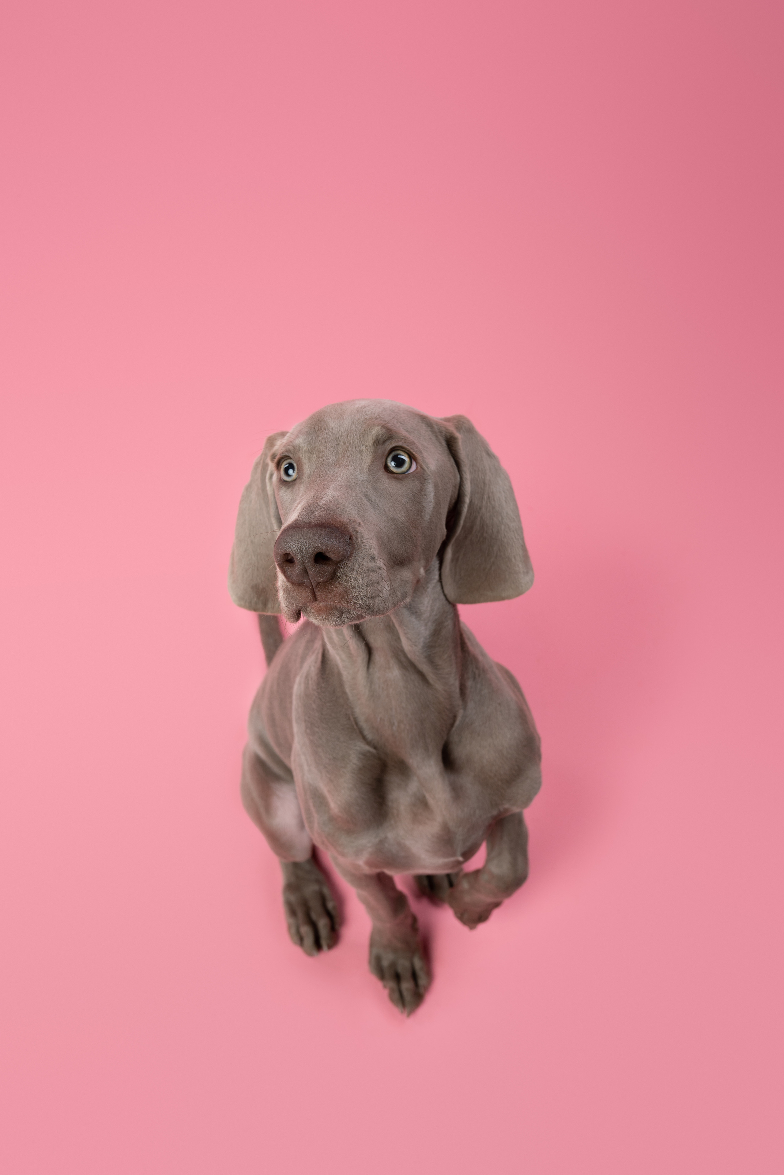 Веймаранер Элай. Фотограф анималист Осипчикова Мария