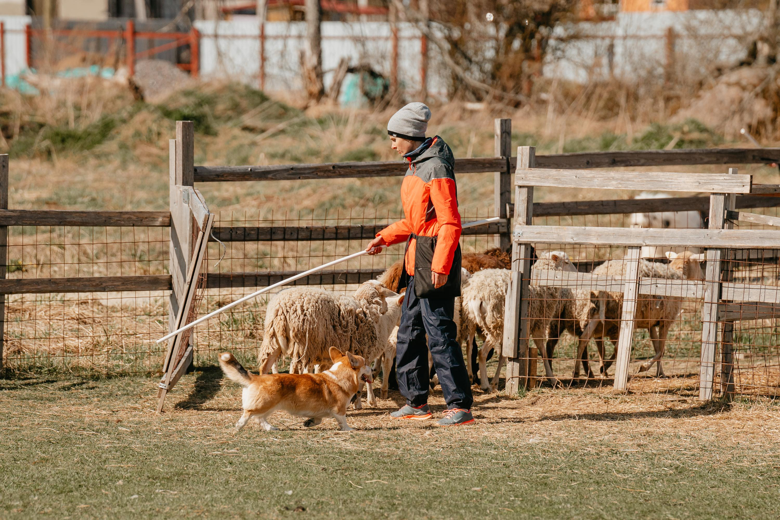 Пастушья служба. Фотограф анималист Осипчикова Мария