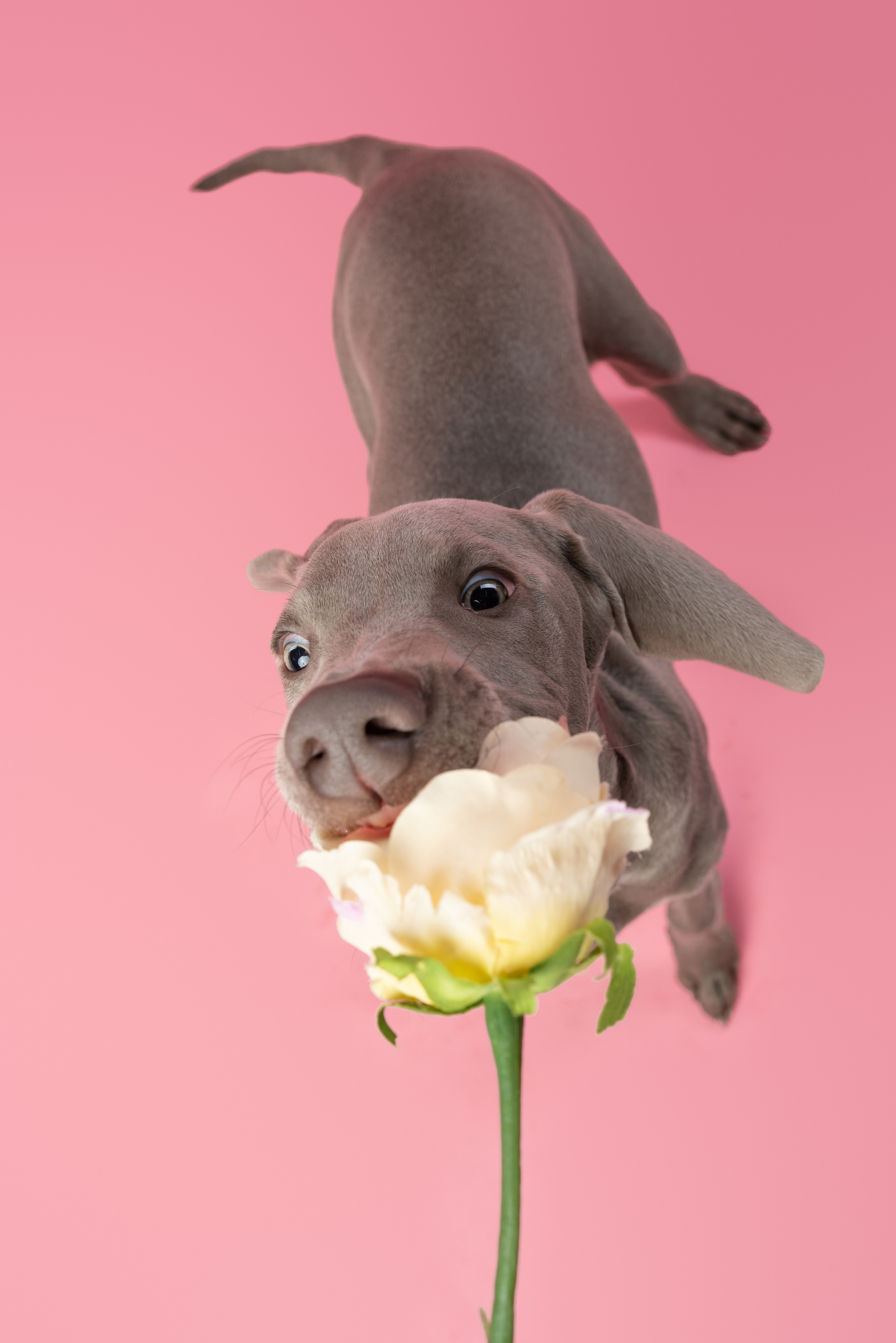 Веймаранер Элай. Фотограф анималист Осипчикова Мария