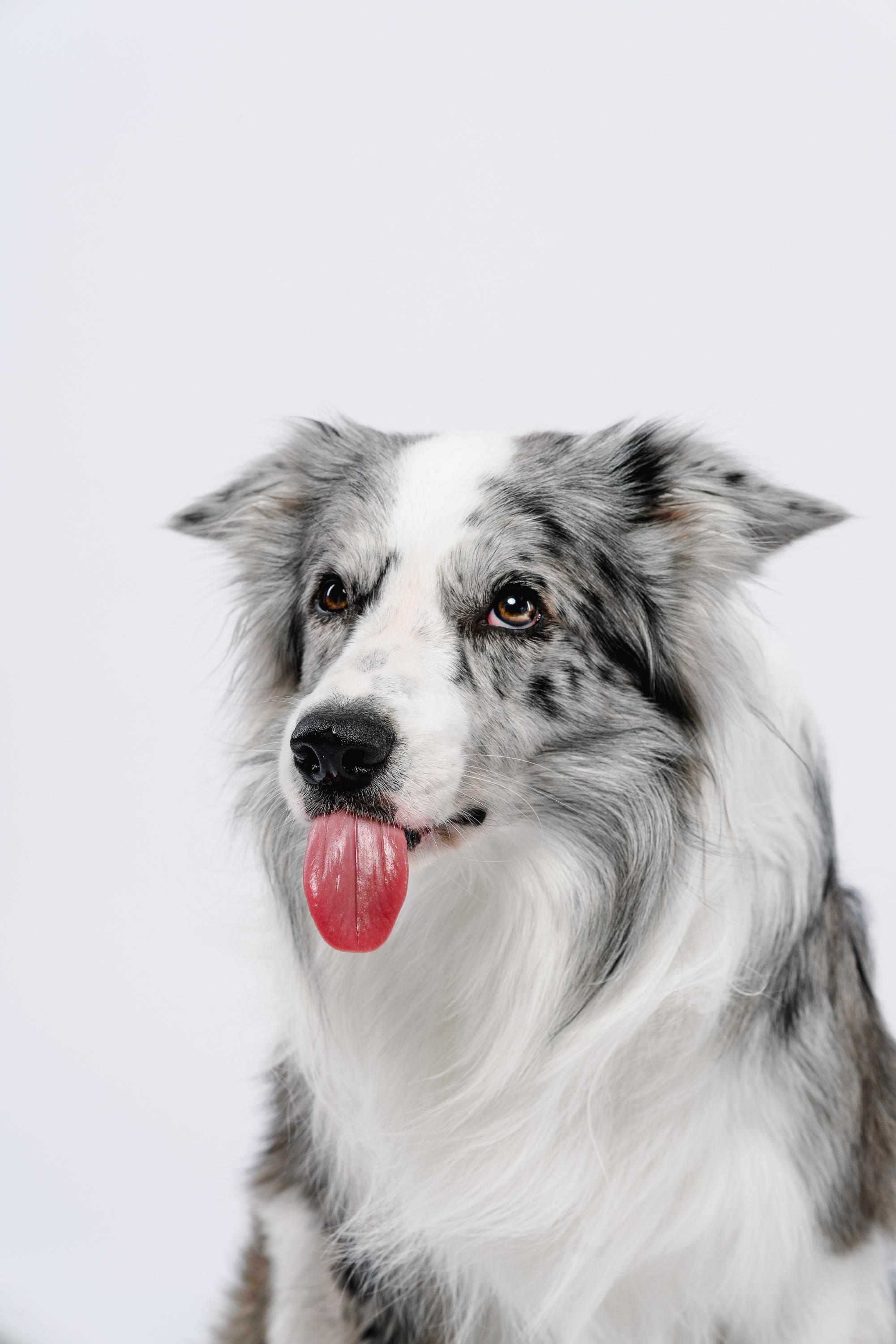 Юля и Ньютон. Фотограф анималист Осипчикова Мария