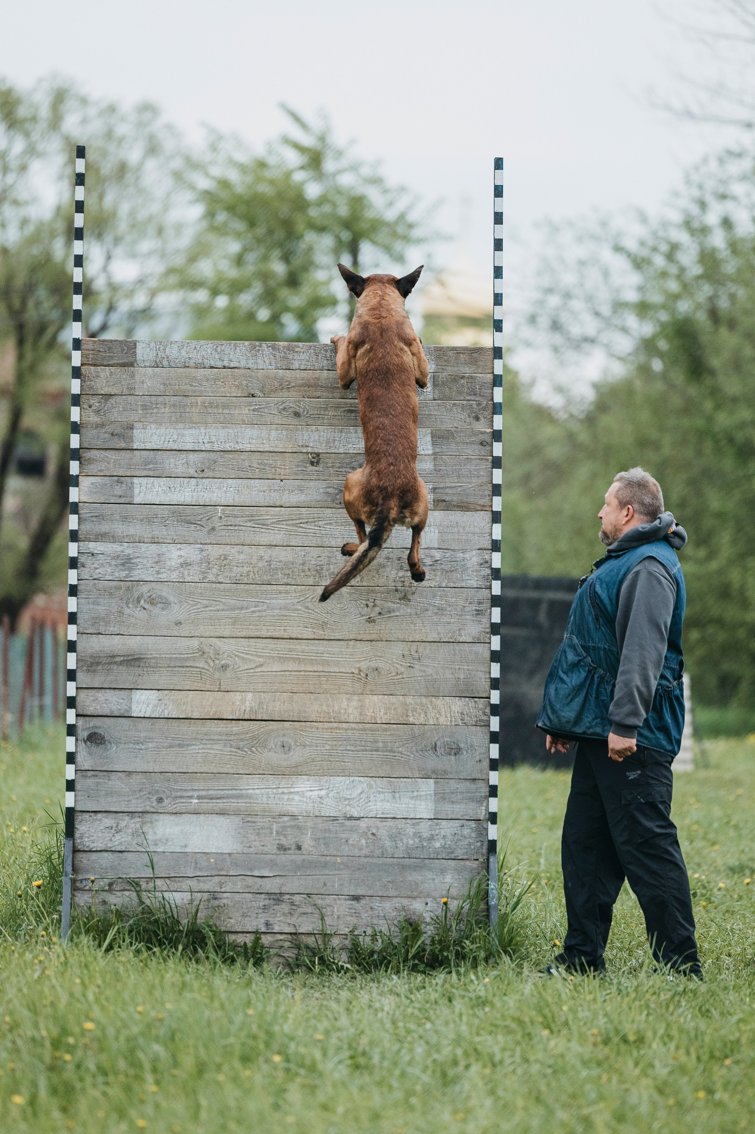 26.05.25 г. Пушкин квалификационные соревнования. Фотограф-анималист Анна Маринич