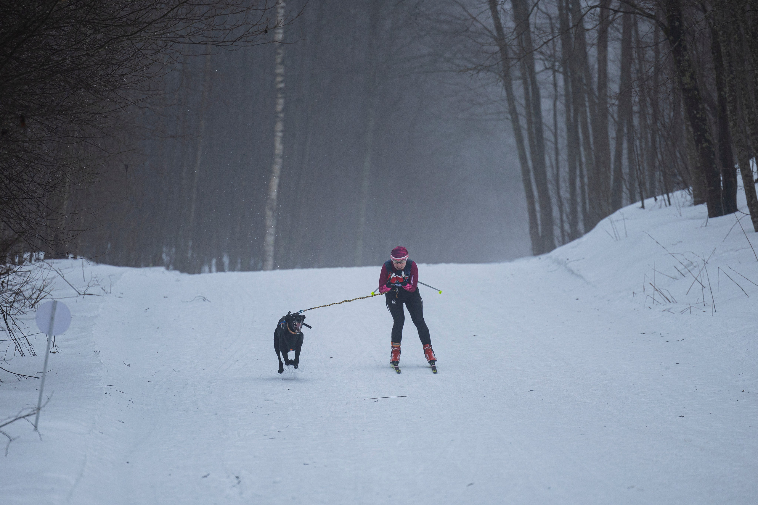 Зимний Чемпионат Санкт-Петербурга по ездовому спорту. Фотограф-анималист Анна Маринич