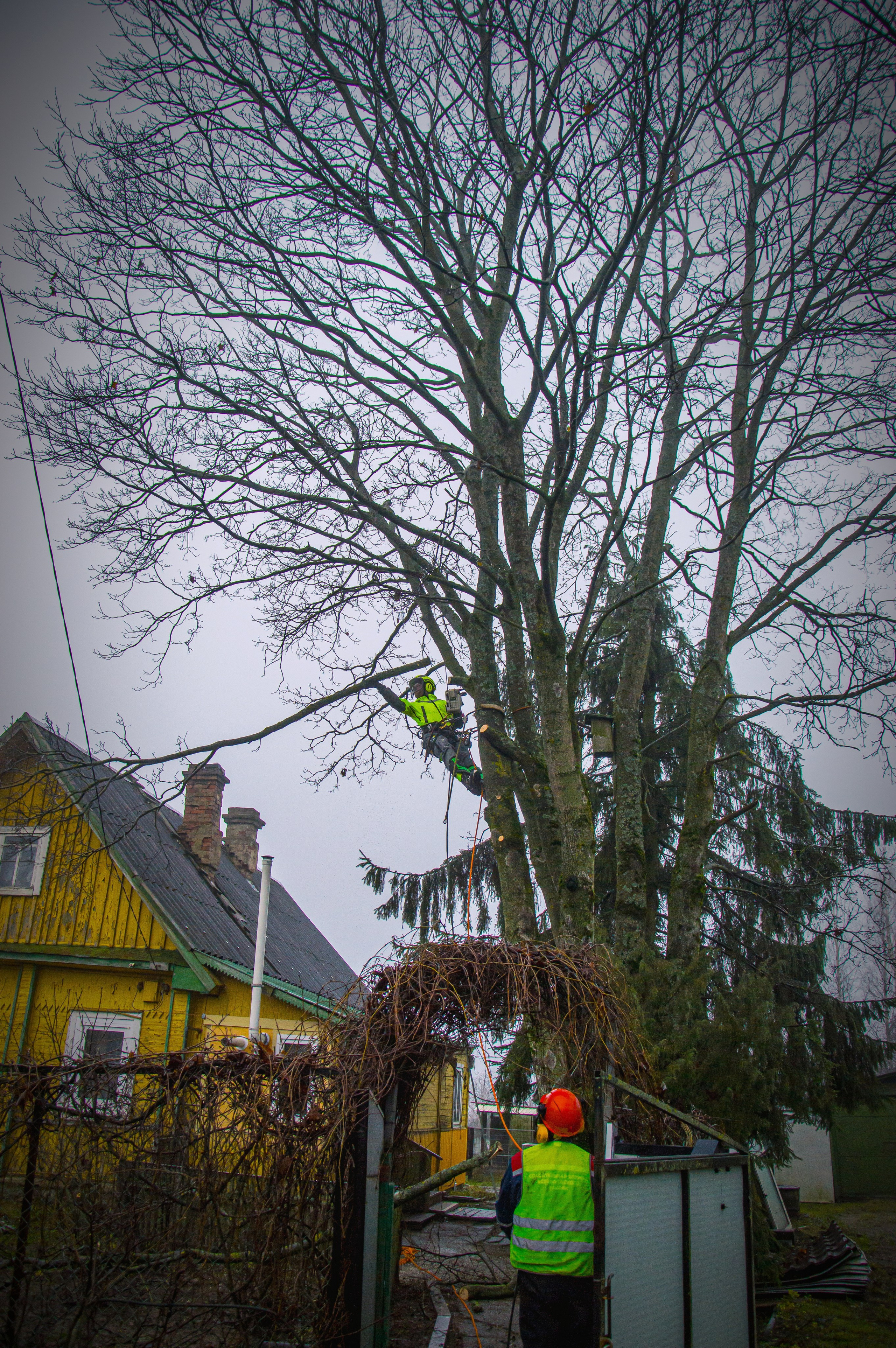 Спил деревьев. Аrbori Culturist