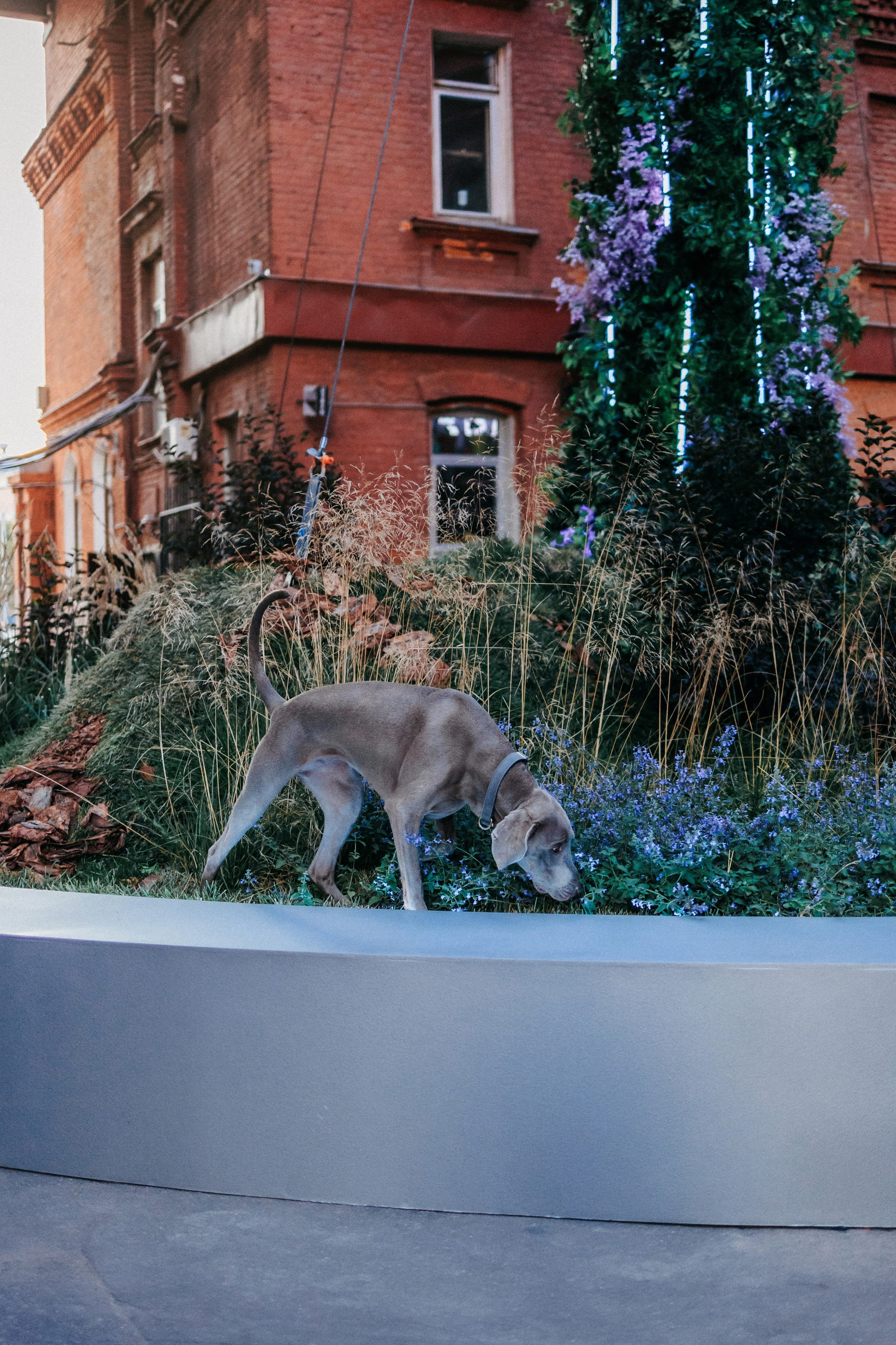 Соня и Майли. Фотограф-анималист Елена Радченко, Москва