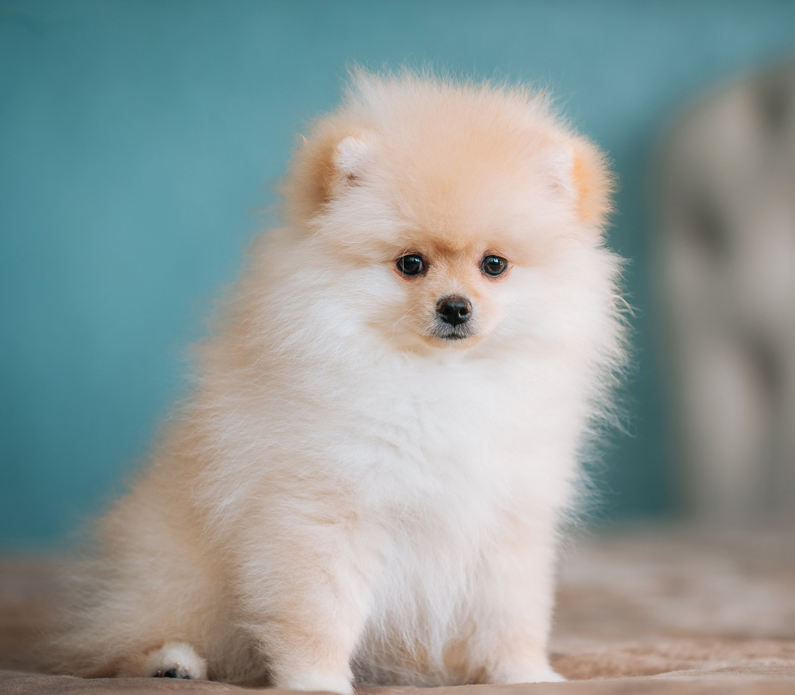 Шпицы дома. Главная