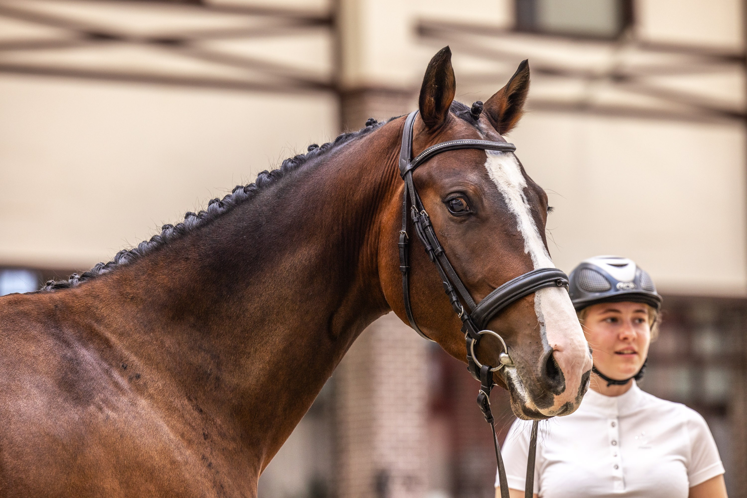 Конные выставки. Mrs.Aquarelia Конный фотограф Марианна Леонтьева