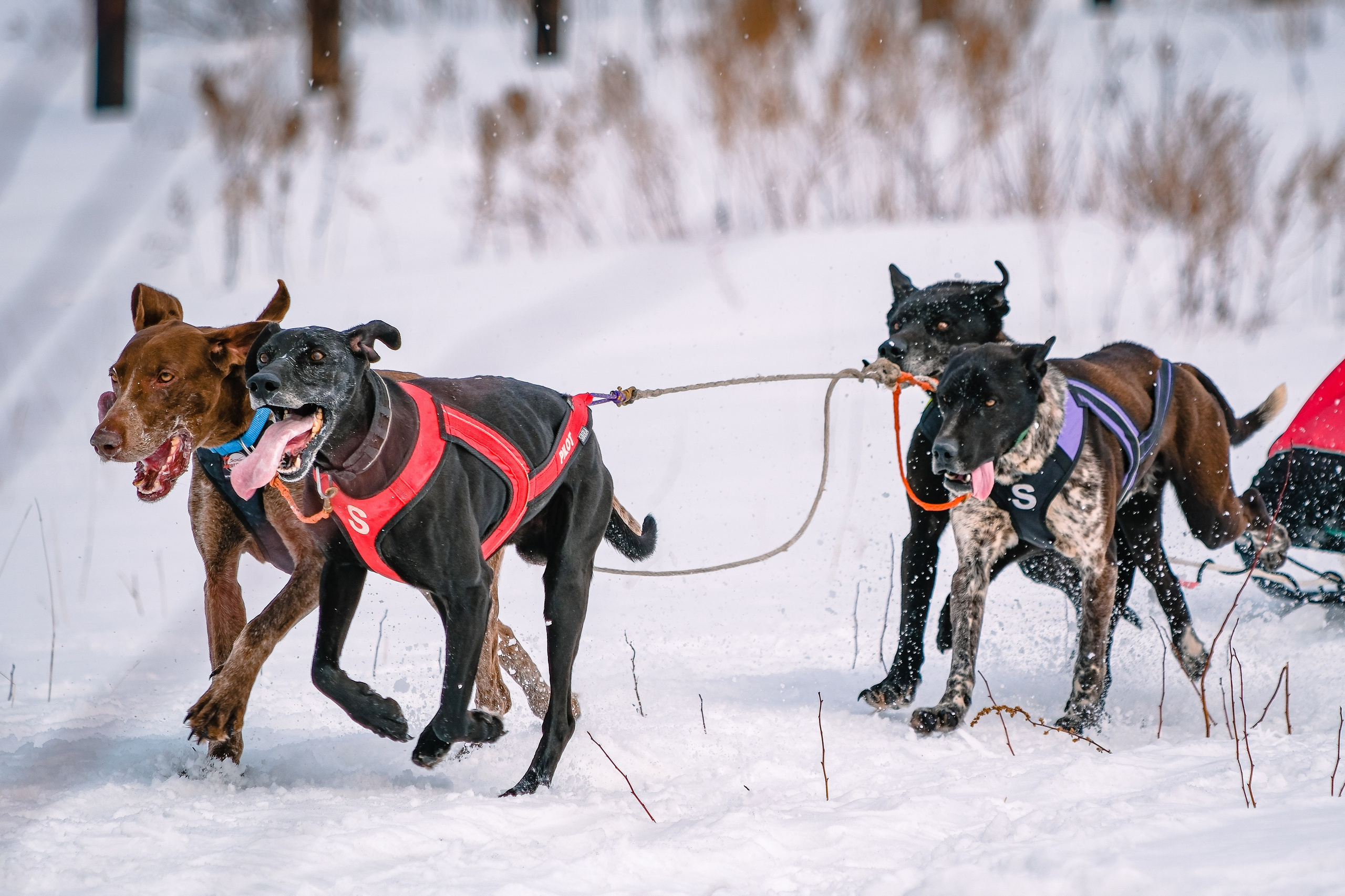 Фестиваль ездового спорта. Фотограф. г. Южно-Сахалинск. Олег Толстов