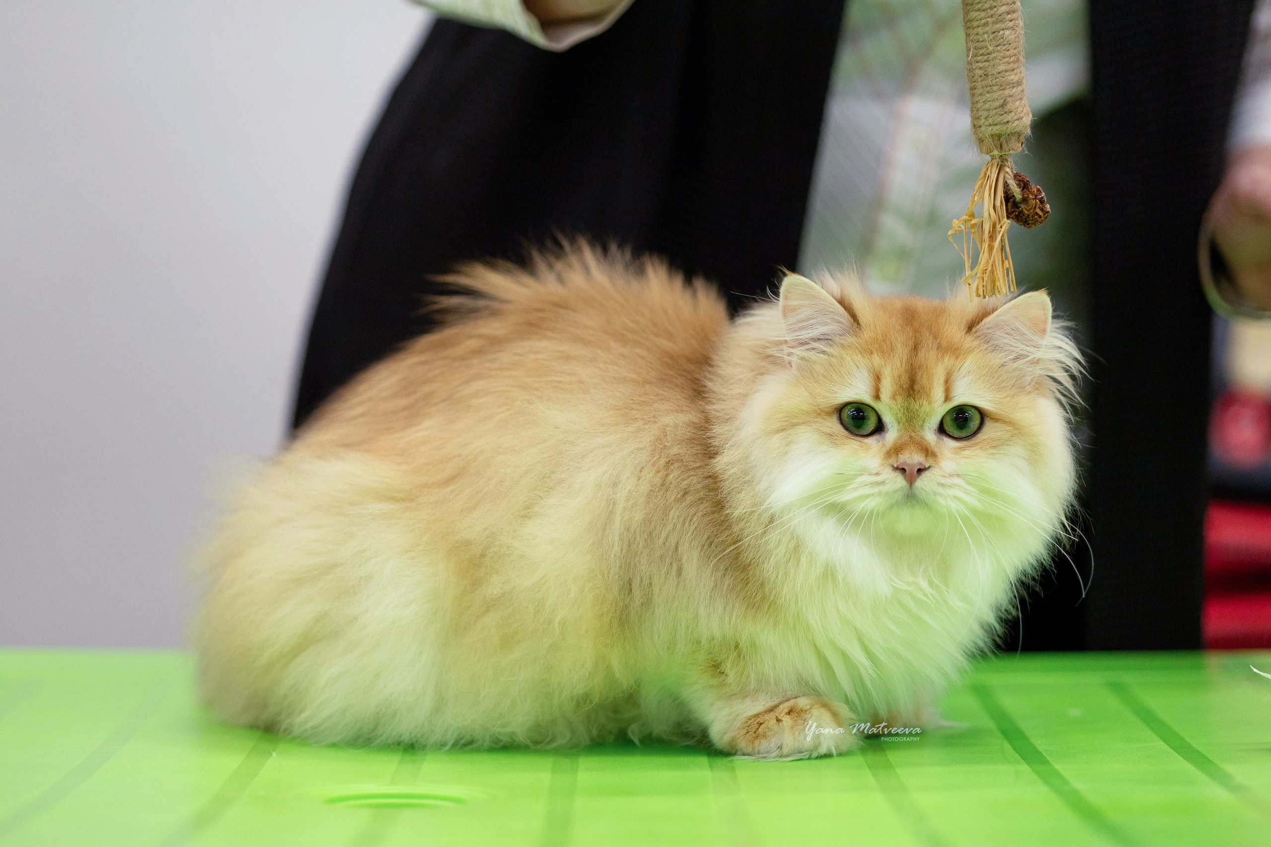 Кошки. Фотограф Яна Матвеева в Ижевске