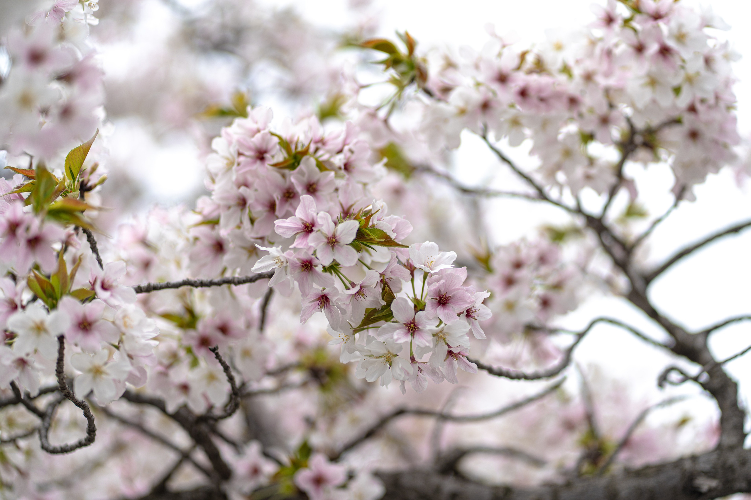 Япония, сакура. Творческие сьемки
