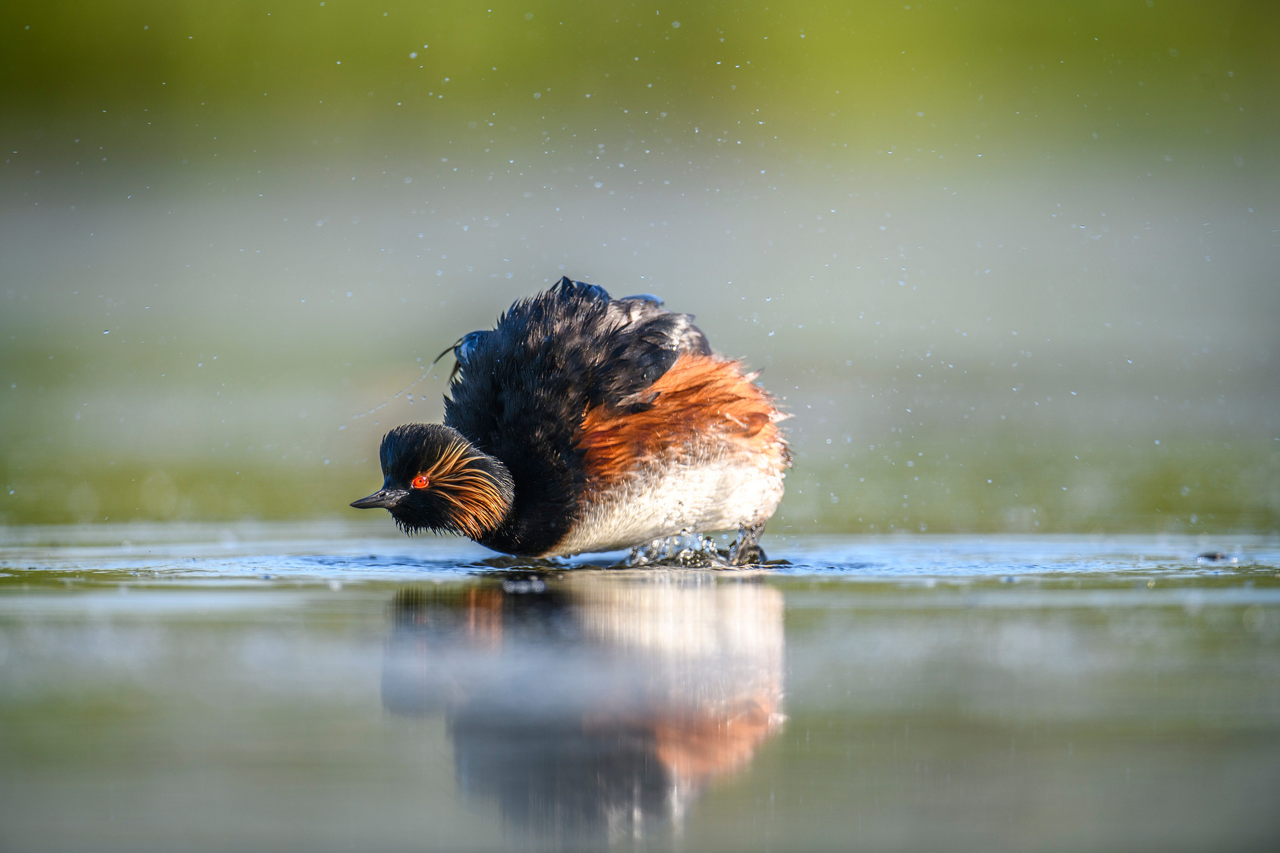 На болоте. Wildlife photography by Sergey Puponin