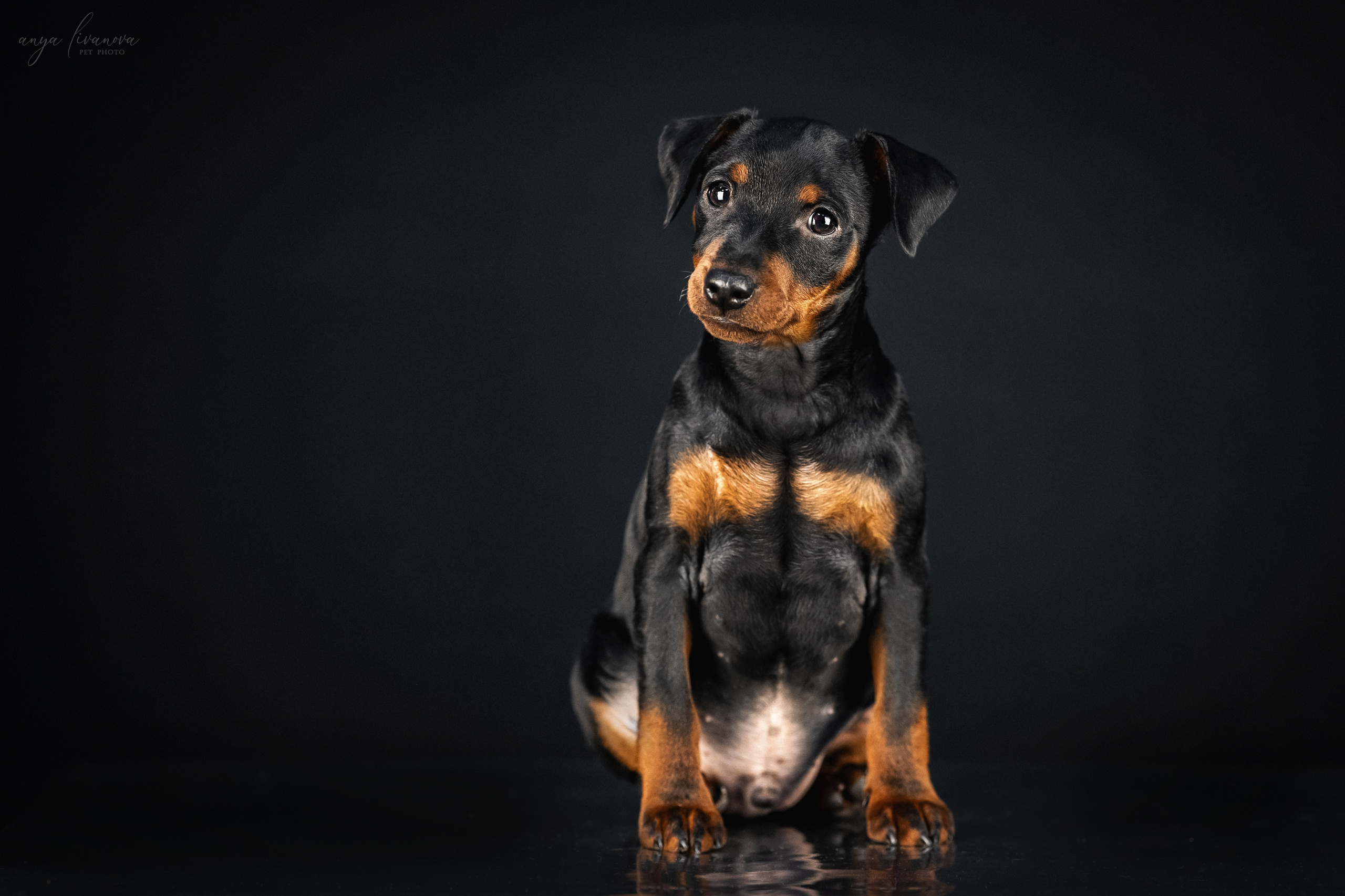 Пинчерята. Фотограф анималист Аня Ливанова | Рыбинск