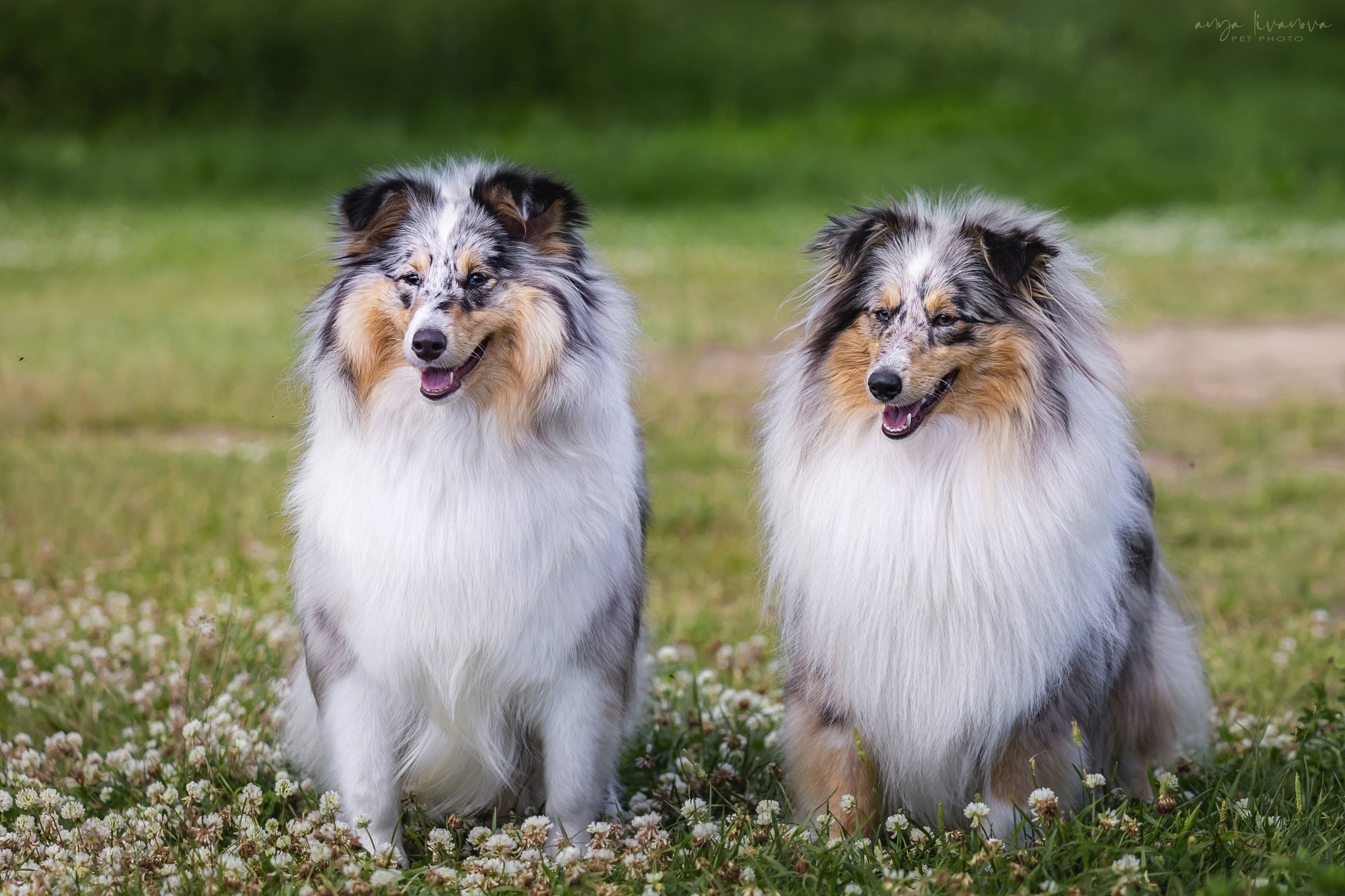 Шелти Мальвина и Марго. Фотограф анималист Аня Ливанова | Рыбинск