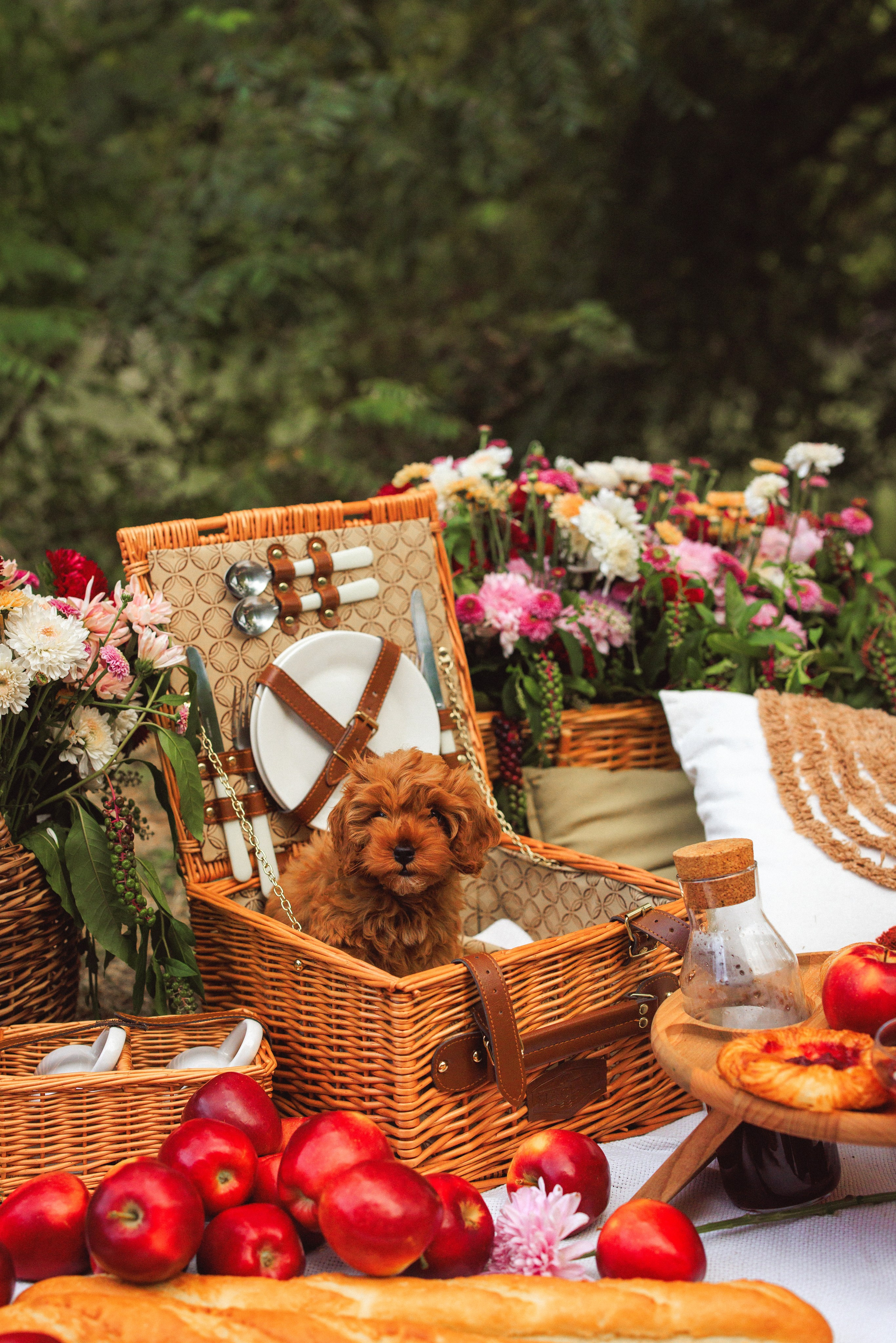 Фотосессия «Пикник», Хризантемы и Яблоки. Семейный и детский фотограф в Краснодаре Анна Трашкова