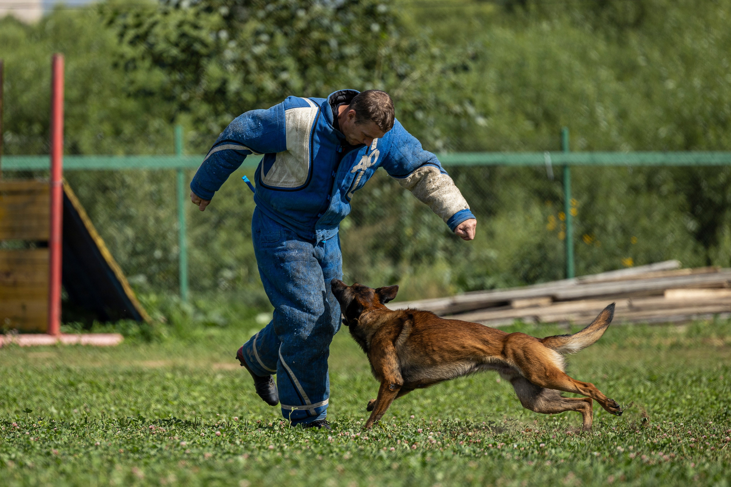 Соревнования по Мондьорингу г. Вологда 10-11.08.2024. Фотограф-анималист Анна Маринич