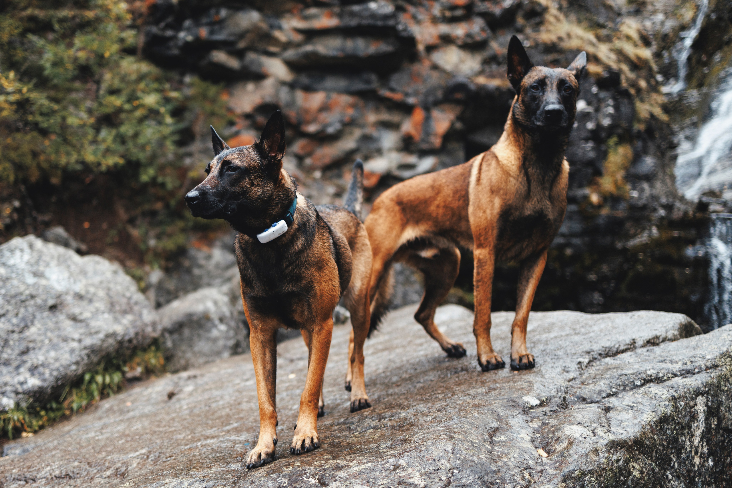 Водопад. Фотограф-анималист Анна Маринич