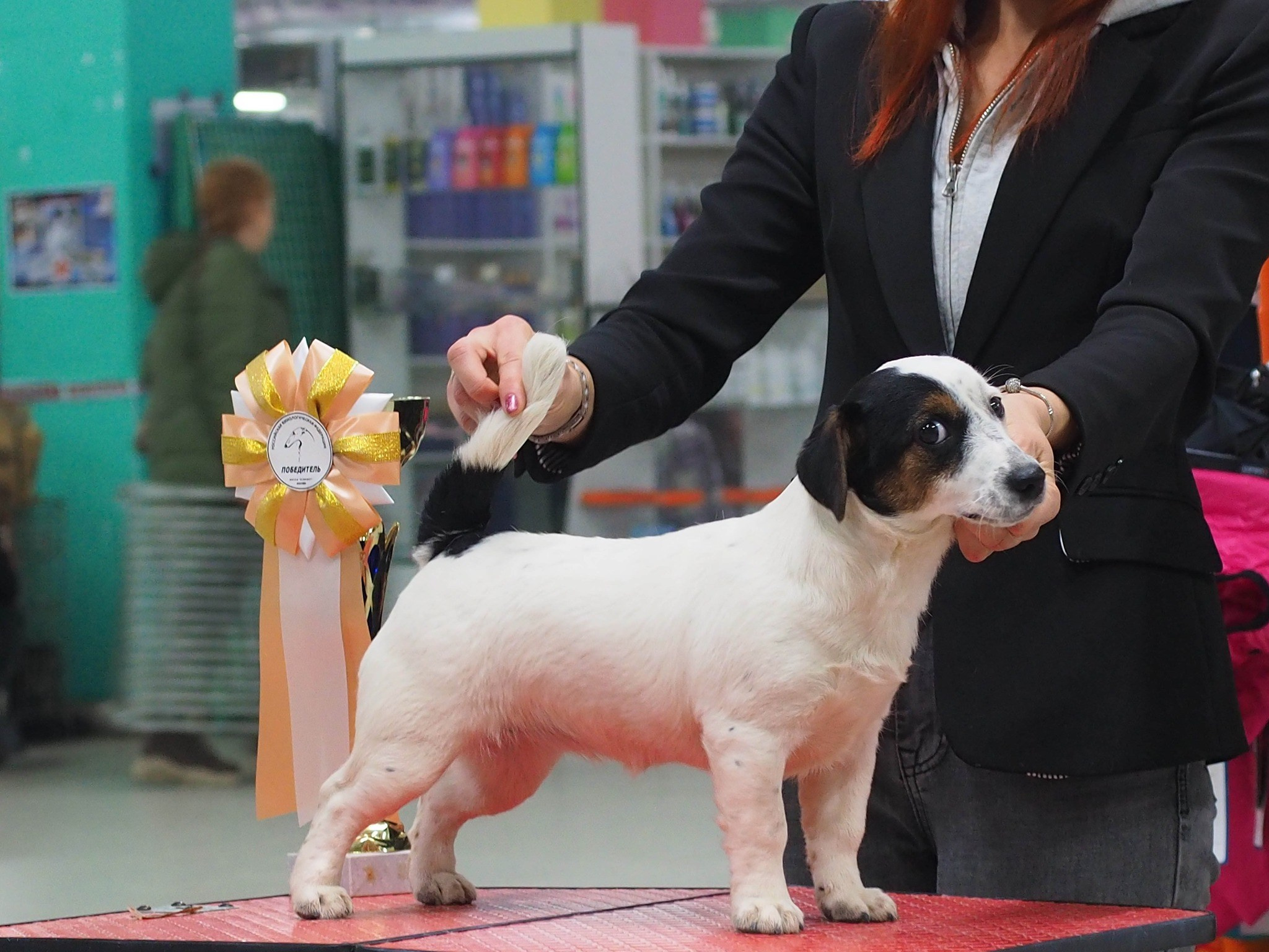 Гладкошерстная. Триколор. Джек рассел терьер. КАНЕ МАЭСТРО ОЛИВА. КАНЕ МАЭСТРО — питомник Джек рассел терьеров